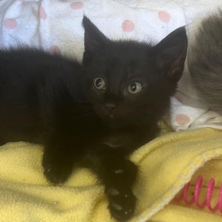 The Peppers - Jalapeno, Adoptable, Kitten Male Domestic Short Hair & Domestic Short Hair.