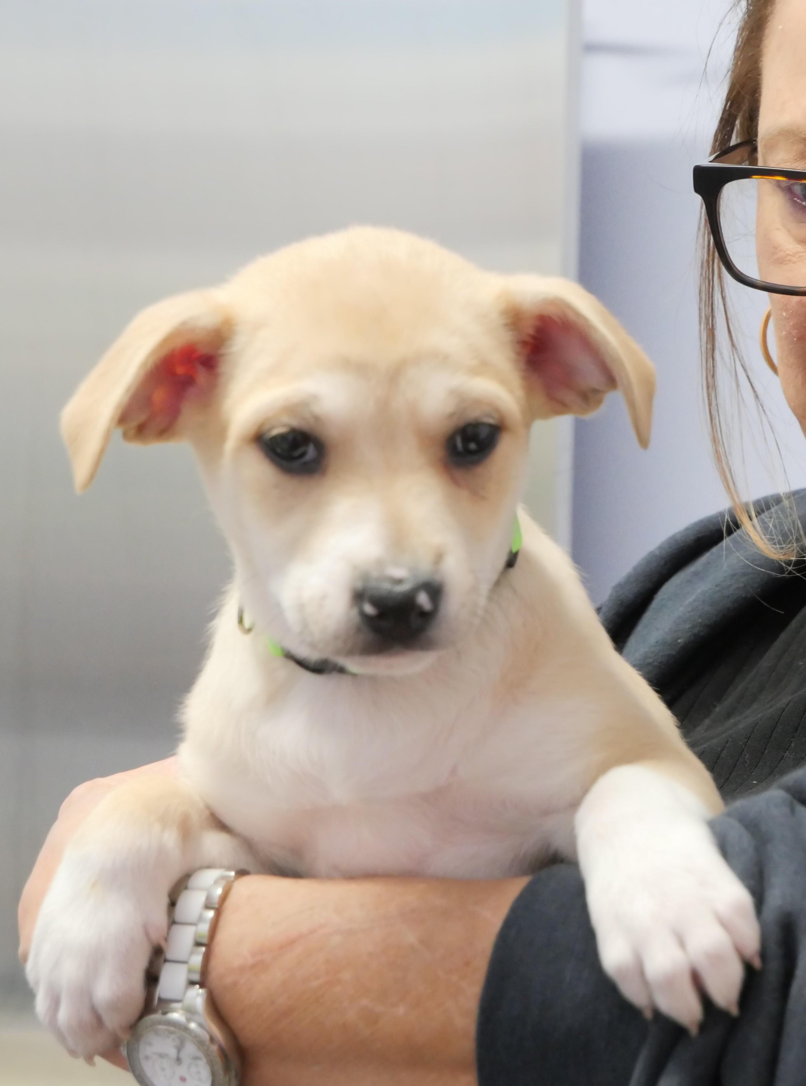 Maisy, a Adoptable mixed breed in Ellicott City, MD image 1/3