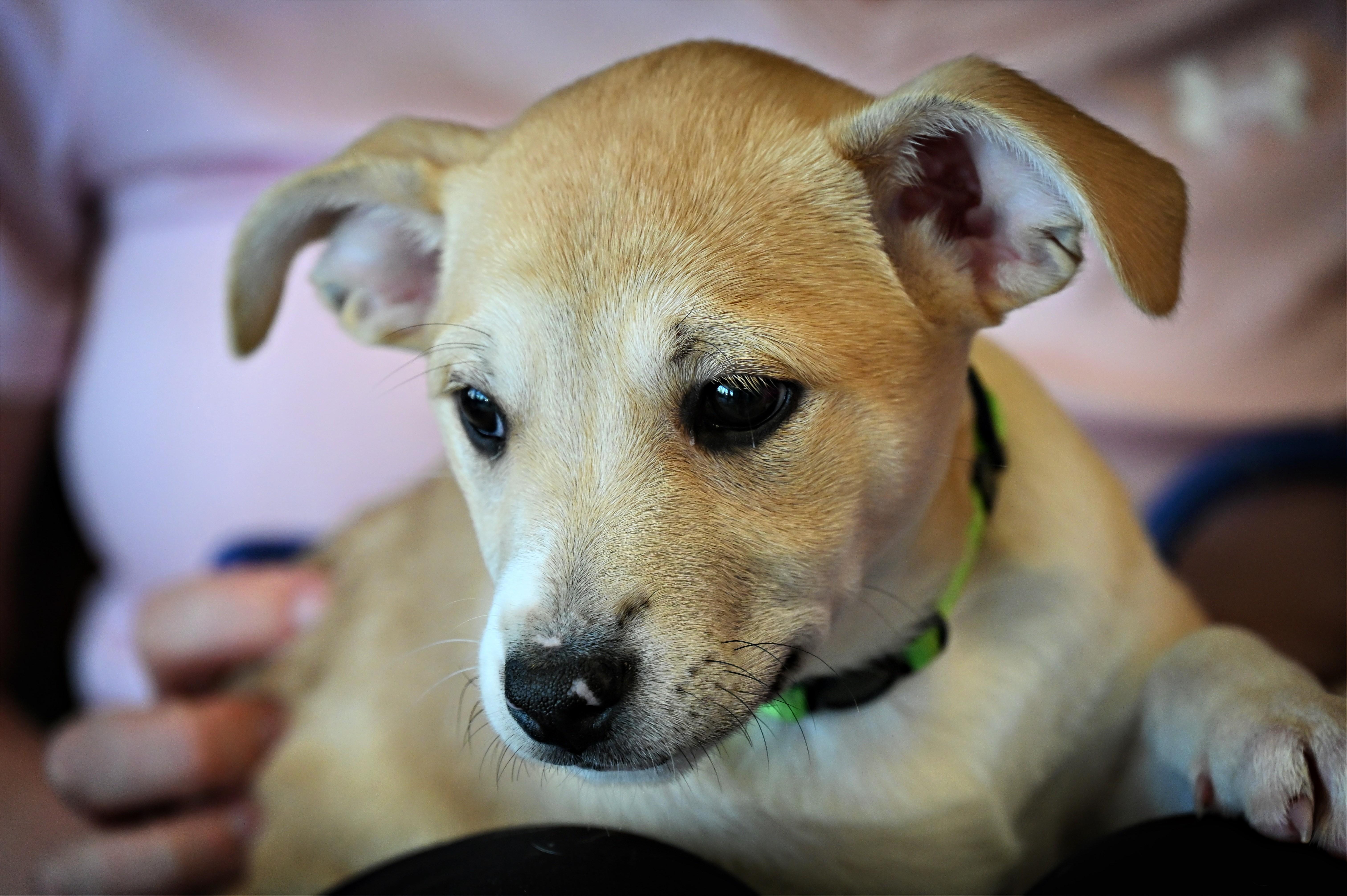 Enlarge Maisy, a Adoptable mixed breed in Ellicott City, MD image 5/6