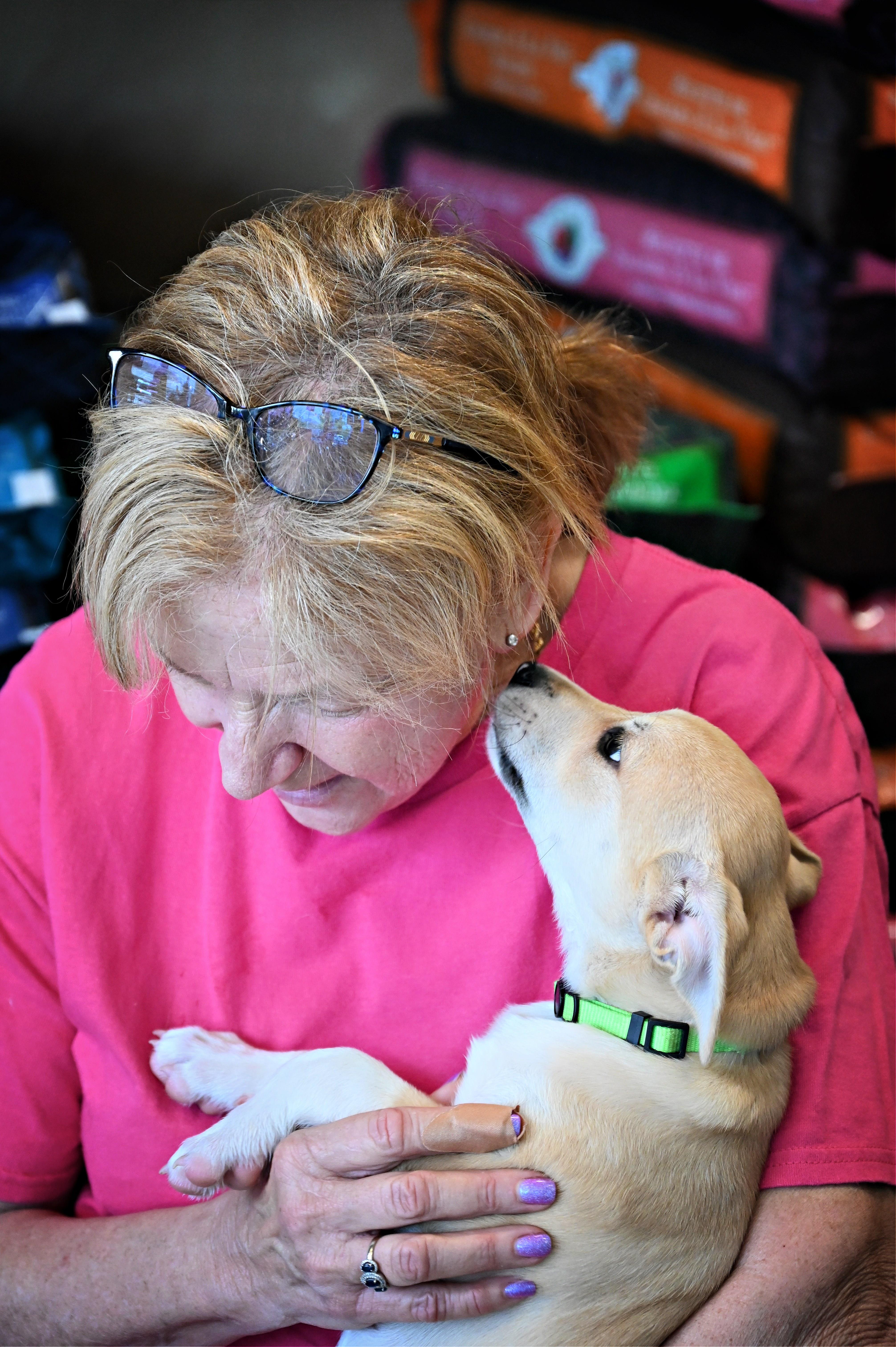 Enlarge Maisy, a Adoptable mixed breed in Ellicott City, MD image 4/6