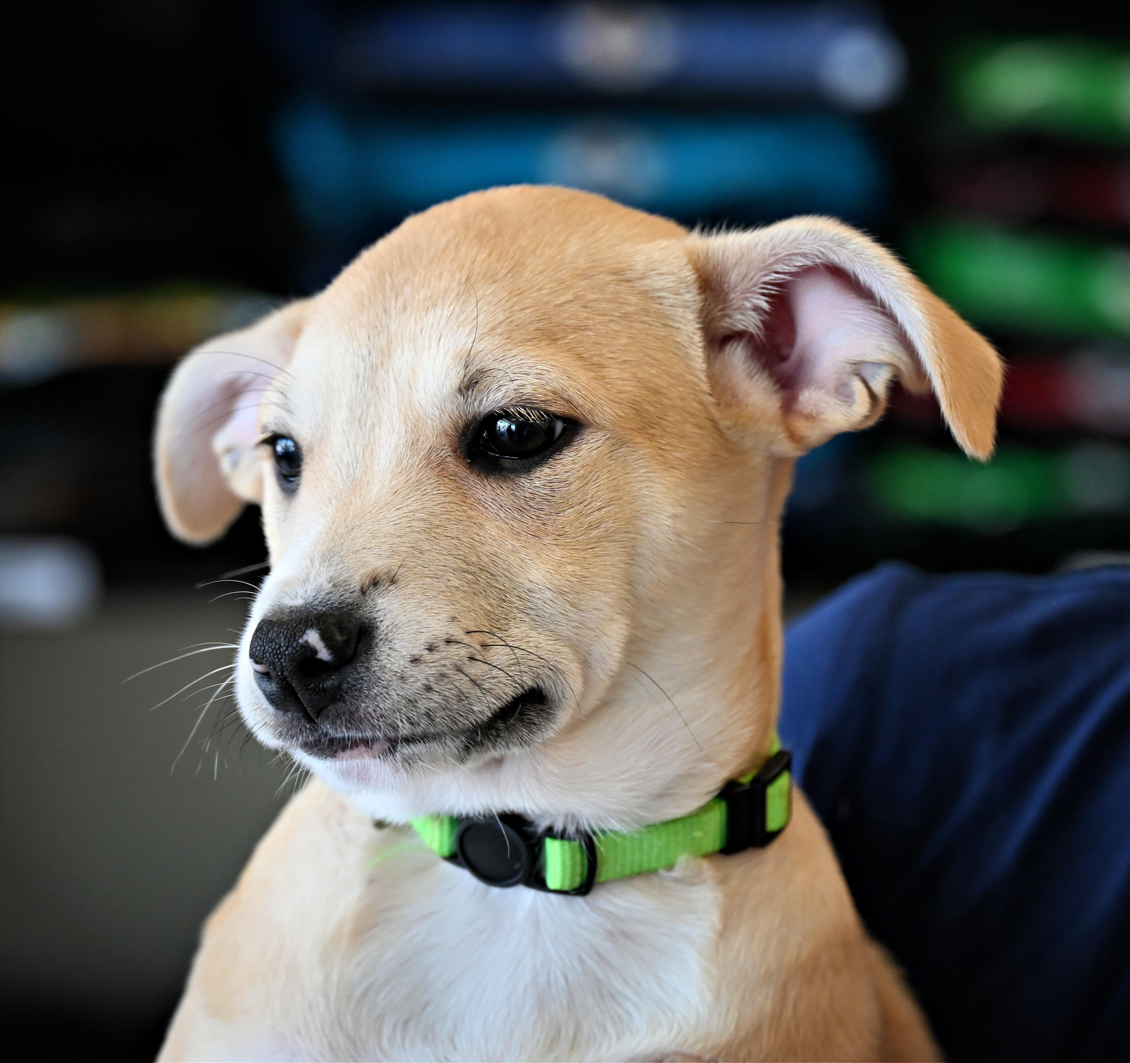Enlarge Maisy, a Adoptable mixed breed in Ellicott City, MD image 6/6
