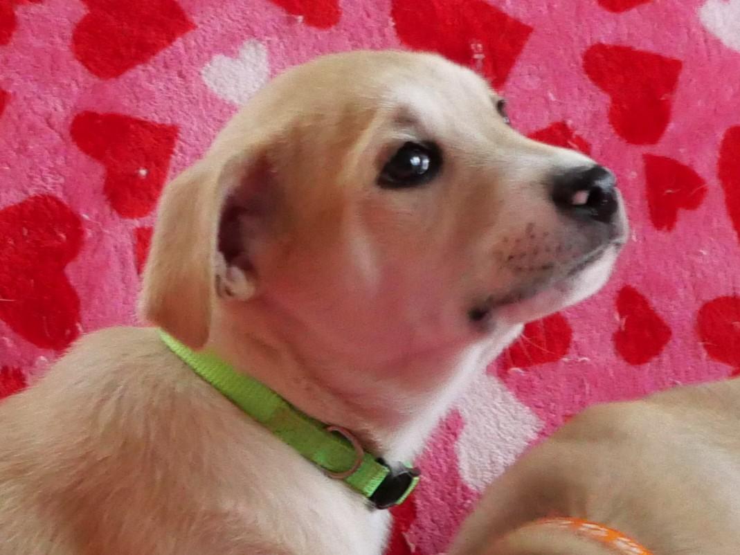 Maisy, a Adoptable mixed breed in Ellicott City, MD image 2/3