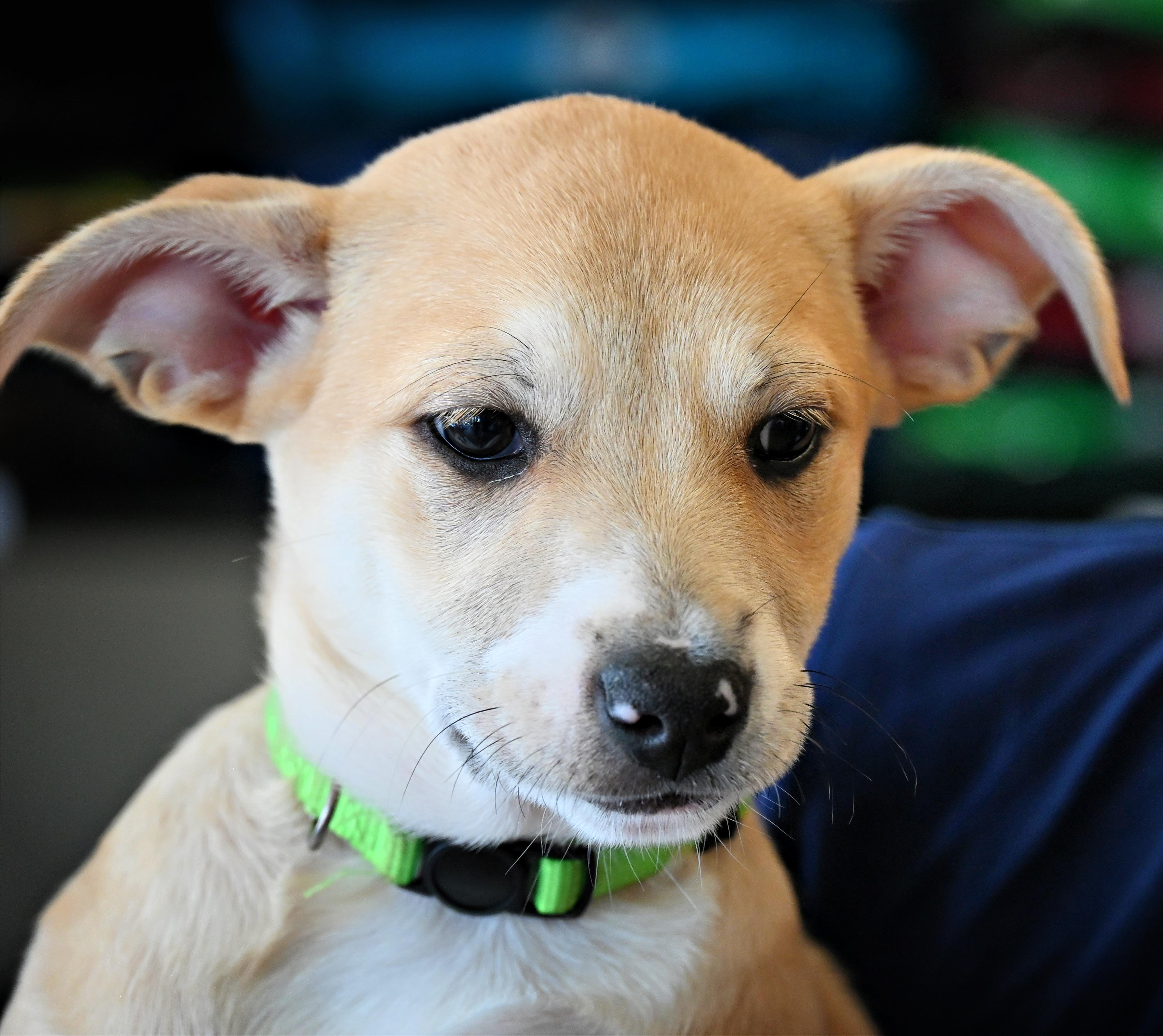 Enlarge Maisy, a Adoptable mixed breed in Ellicott City, MD image 2/6