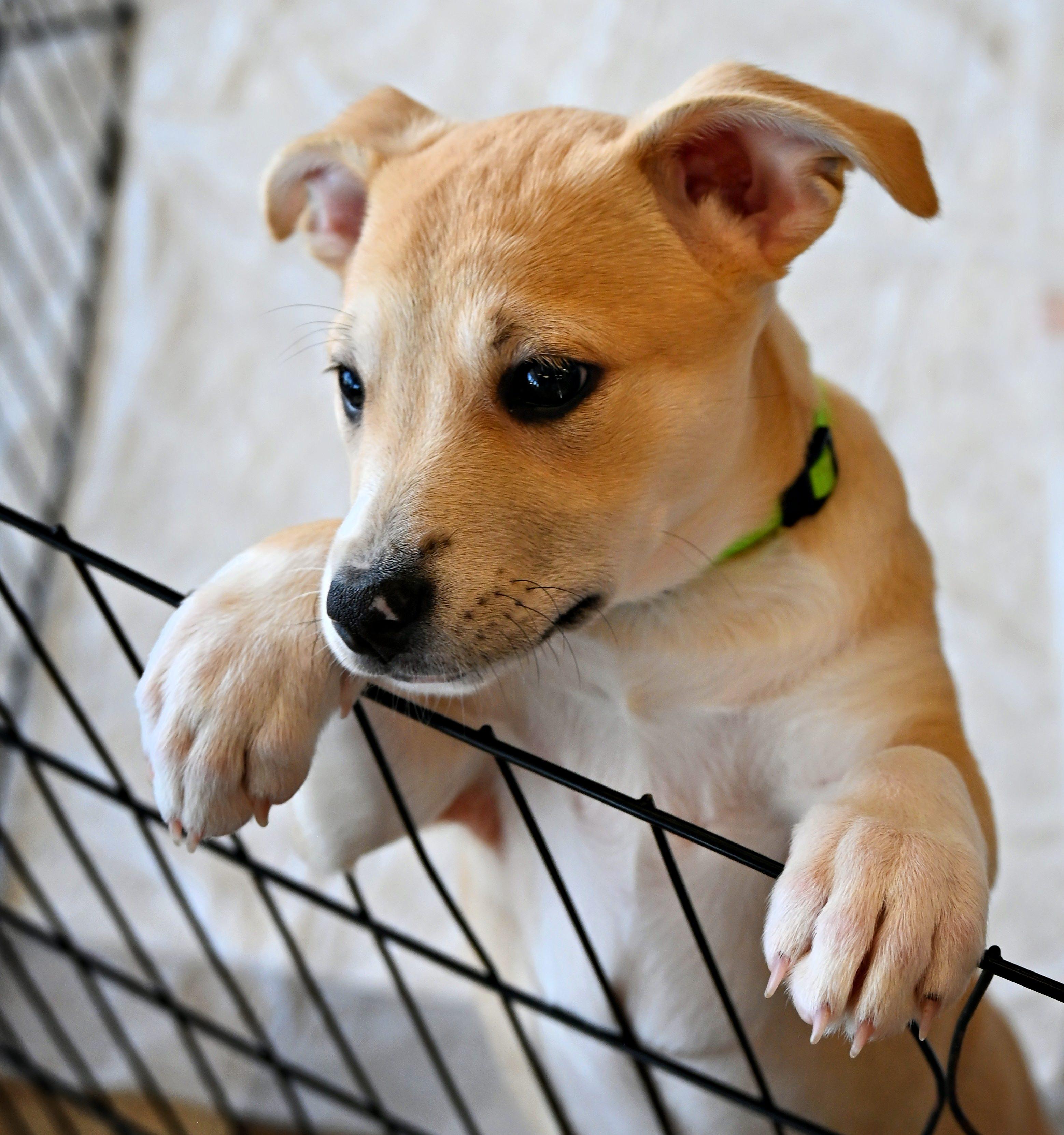 Enlarge Maisy, a Adoptable mixed breed in Ellicott City, MD image 1/6