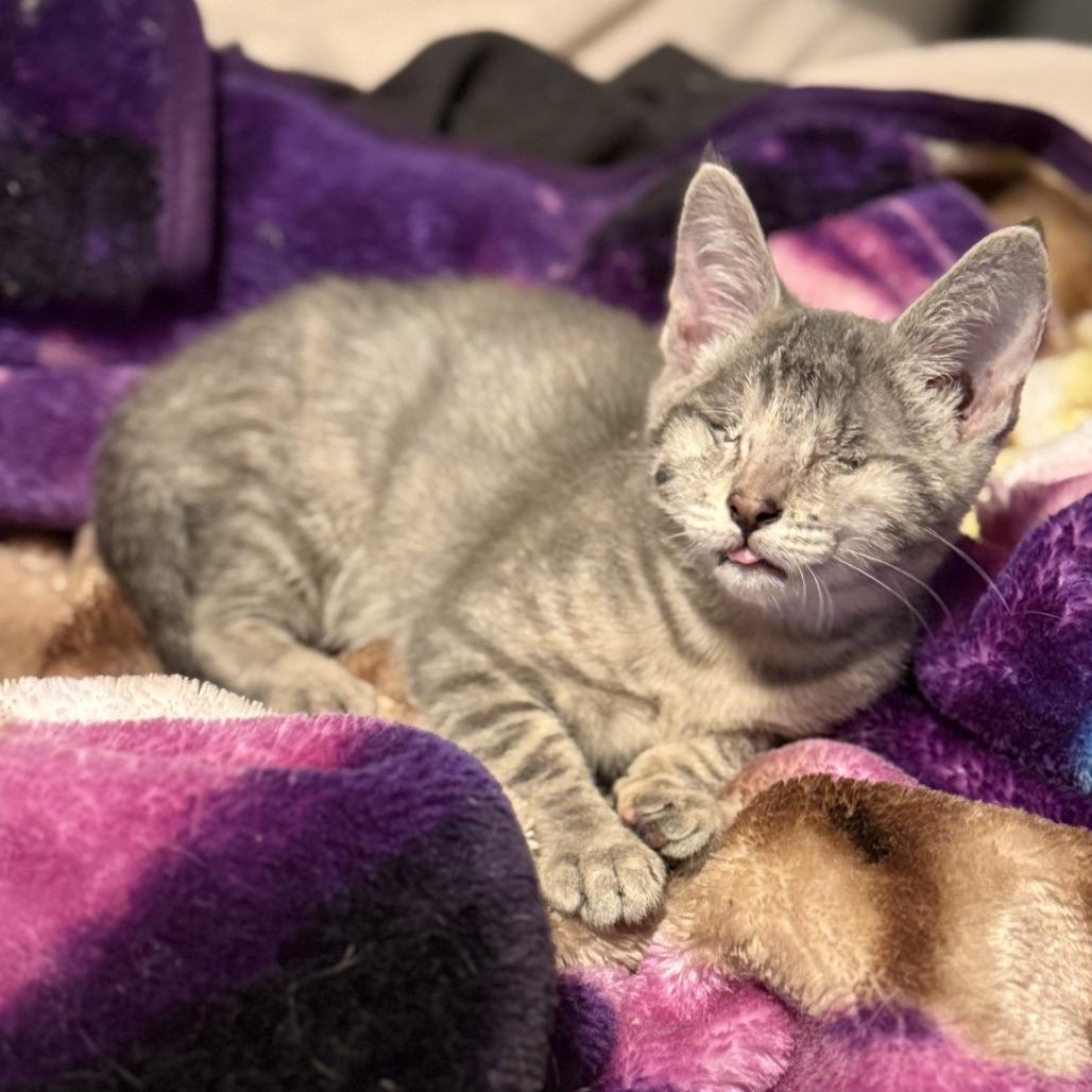 Peekaboo thumbnail 4