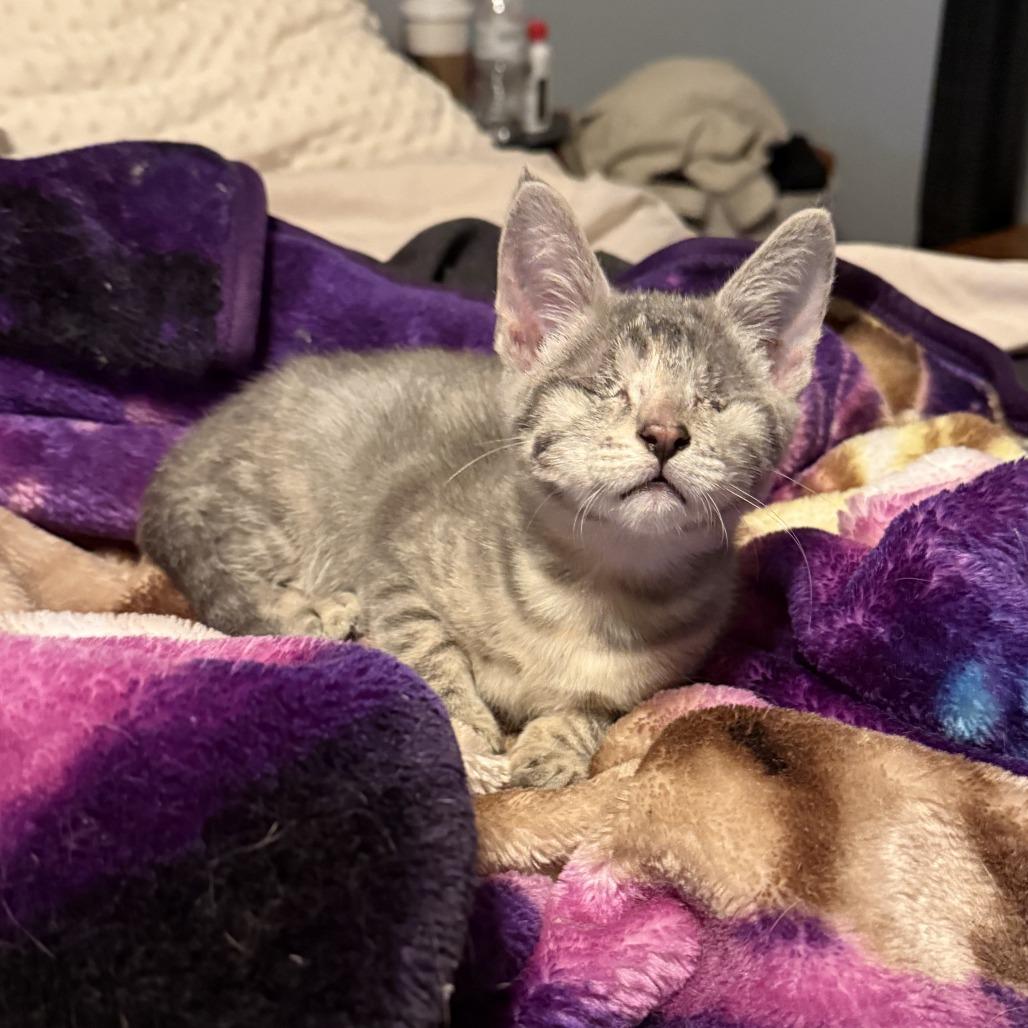 Peekaboo thumbnail 2