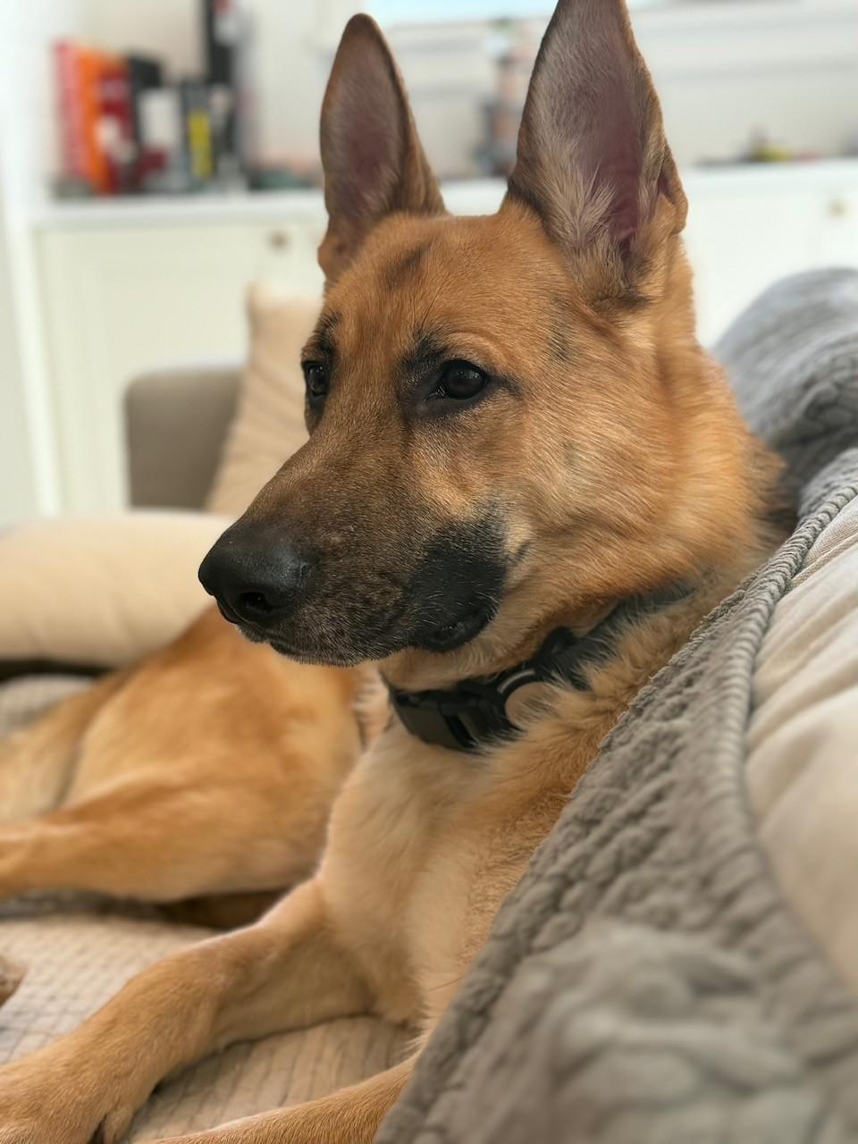 Enlarge Koda - Loyal Shadow & Gentle Guardian - Foster Needed!, a Adoptable mixed breed in Seattle, WA image 3/6