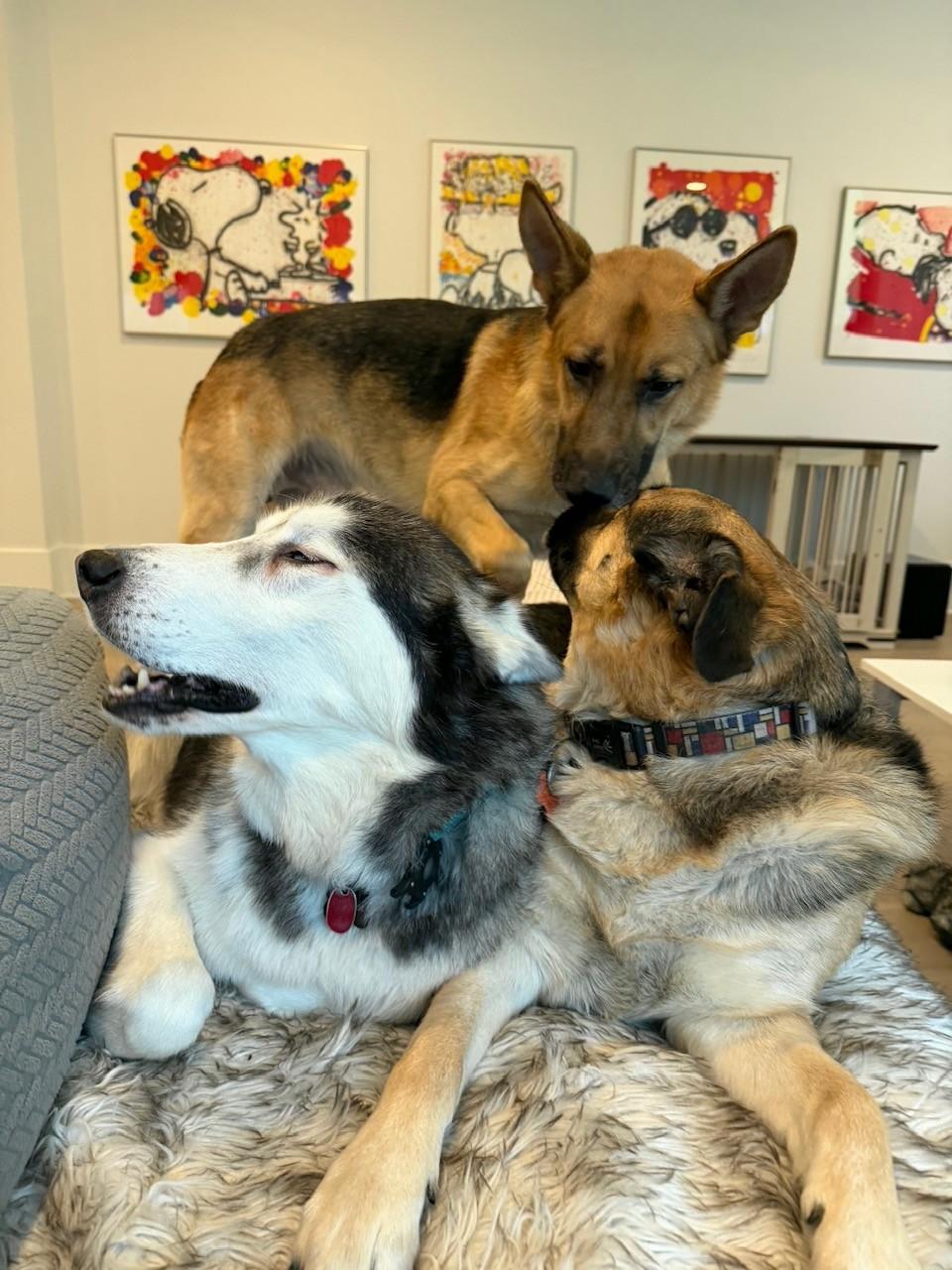 Enlarge Koda - Loyal Shadow & Gentle Guardian - Foster Needed!, a Adoptable mixed breed in Seattle, WA image 5/6