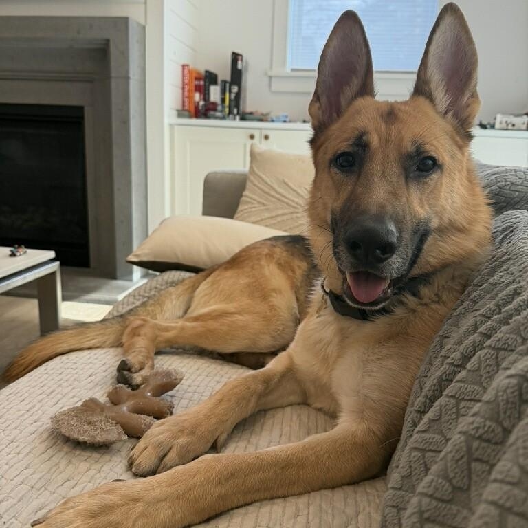 Enlarge Koda - Loyal Shadow & Gentle Guardian - Foster Needed!, a Adoptable mixed breed in Seattle, WA image 1/6