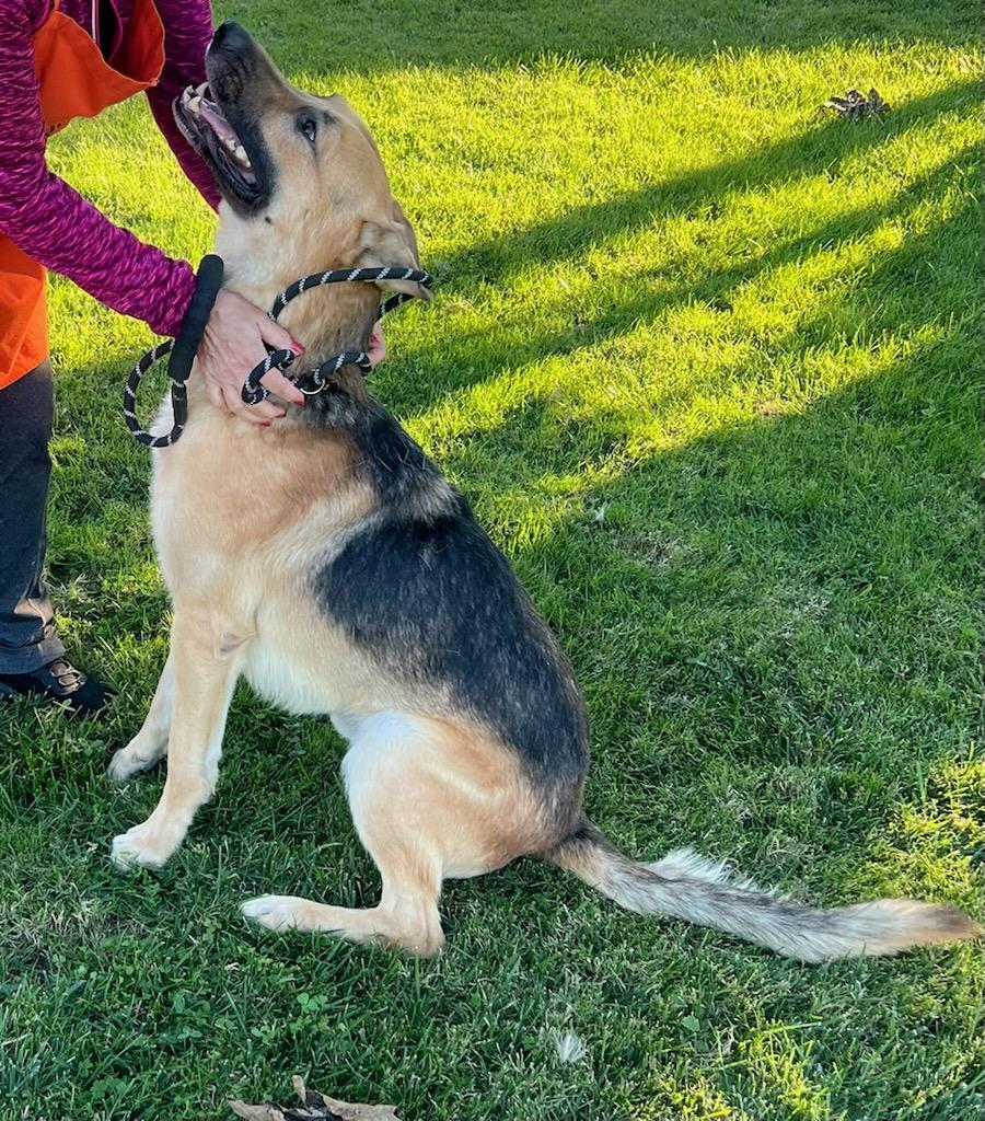 Enlarge Koda - Loyal Shadow & Gentle Guardian - Foster Needed!, a Adoptable mixed breed in Kirkland, WA image 2/3