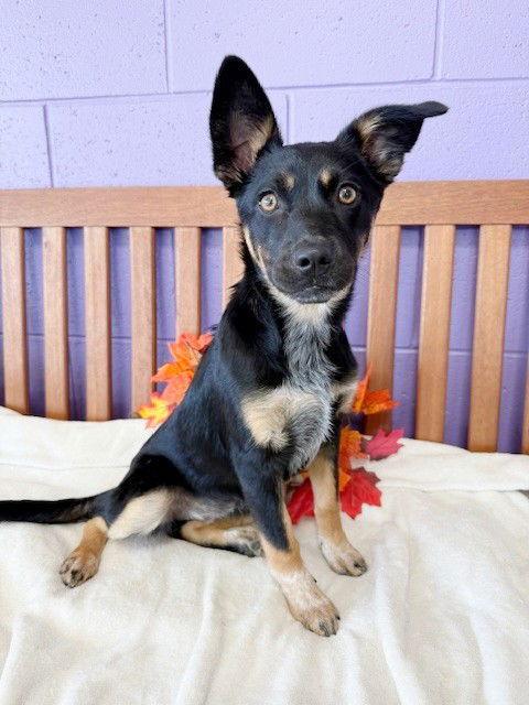 **SARAH JANE**, a Adoptable Shepherd in North Prairie, WI image 1/3