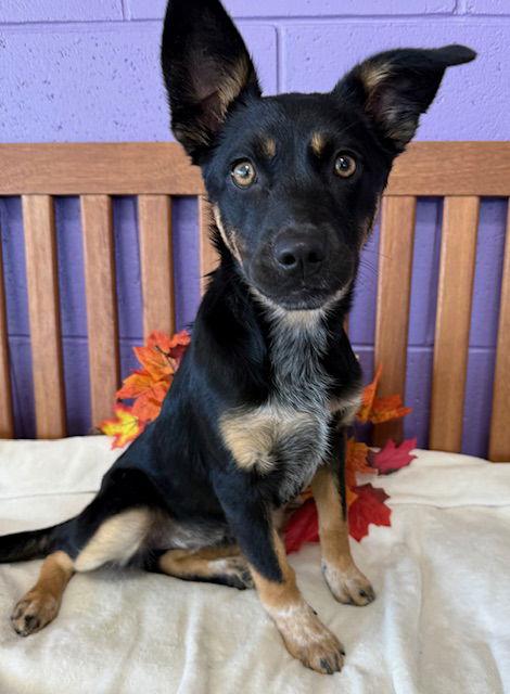 **SARAH JANE**, a Adoptable Shepherd in North Prairie, WI image 2/3