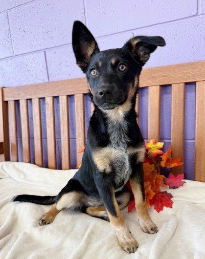 **SARAH JANE**, a Adoptable Shepherd in North Prairie, WI image 3/3