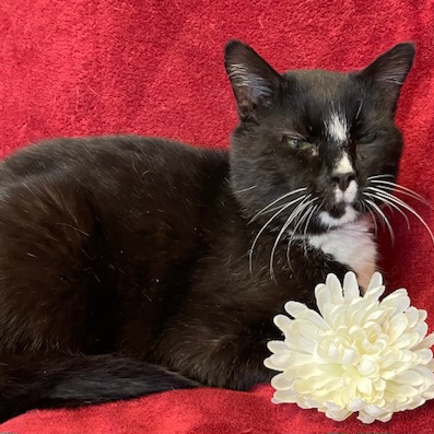 Domino, a Adoptable Domestic Short Hair in Aurora, NE image 2/2