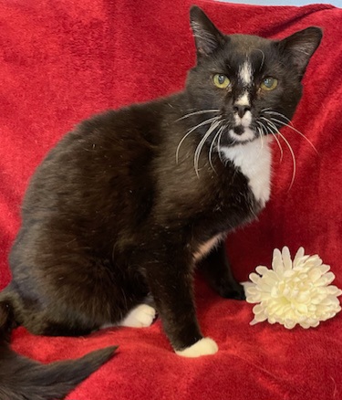 Domino, a Adoptable Domestic Short Hair in Aurora, NE image 1/2