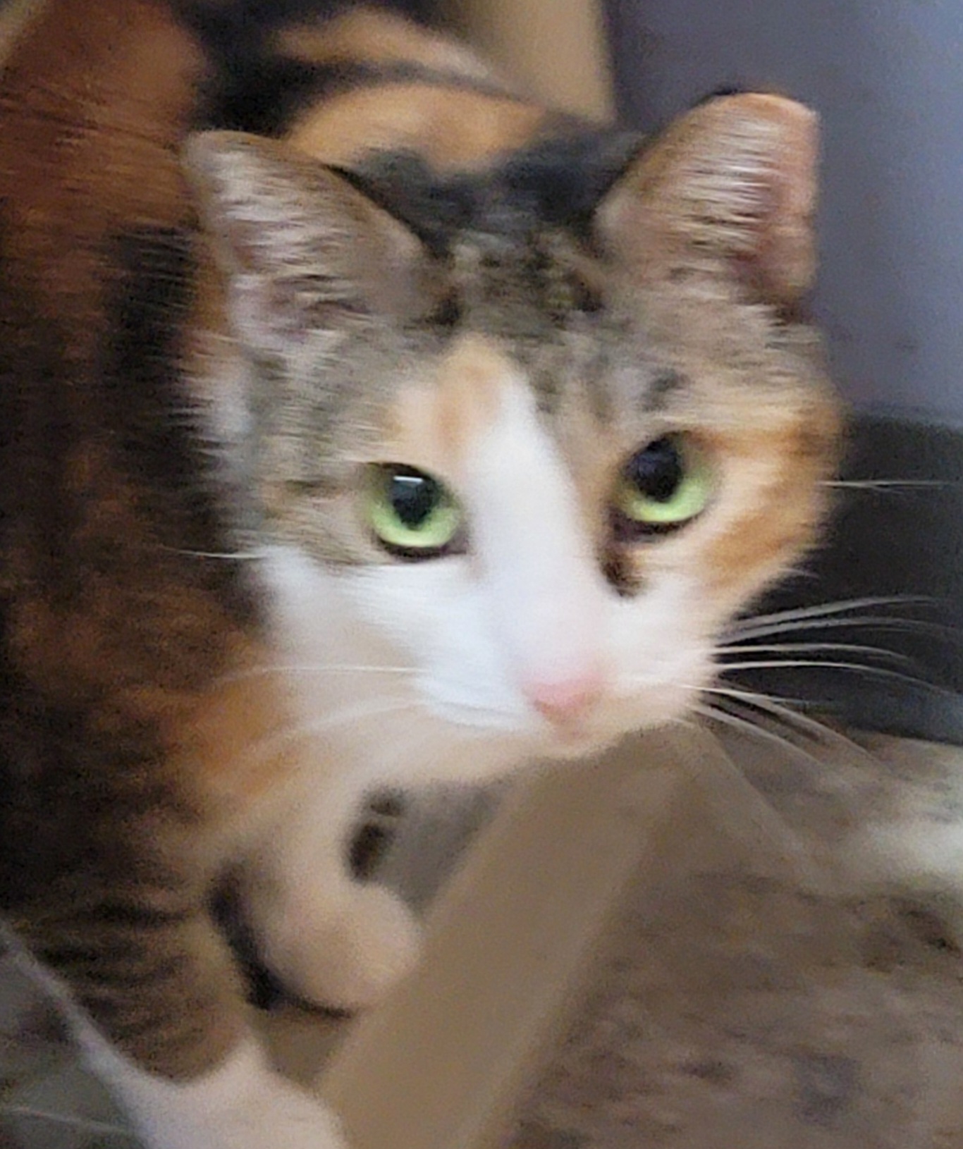 Daphne photo 2