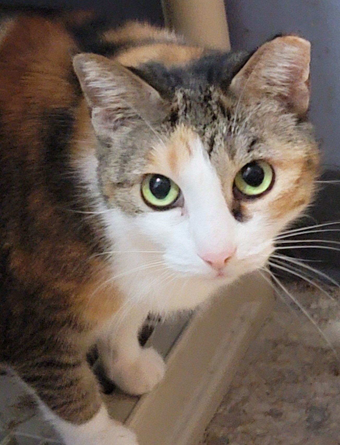 Daphne, Adult Female unknown