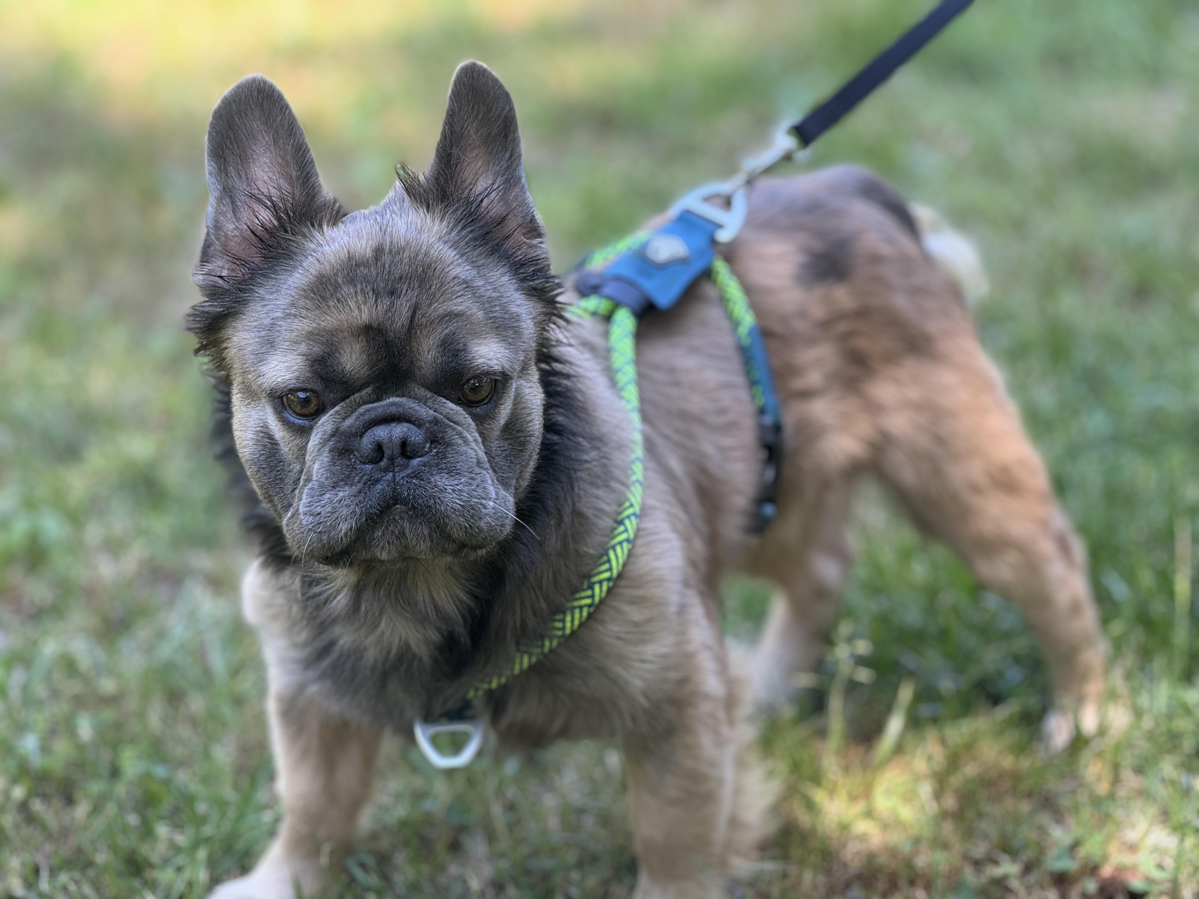 Enlarge Bernard, a ADOPTABLE French Bulldog in Richmond, VA image 5/6
