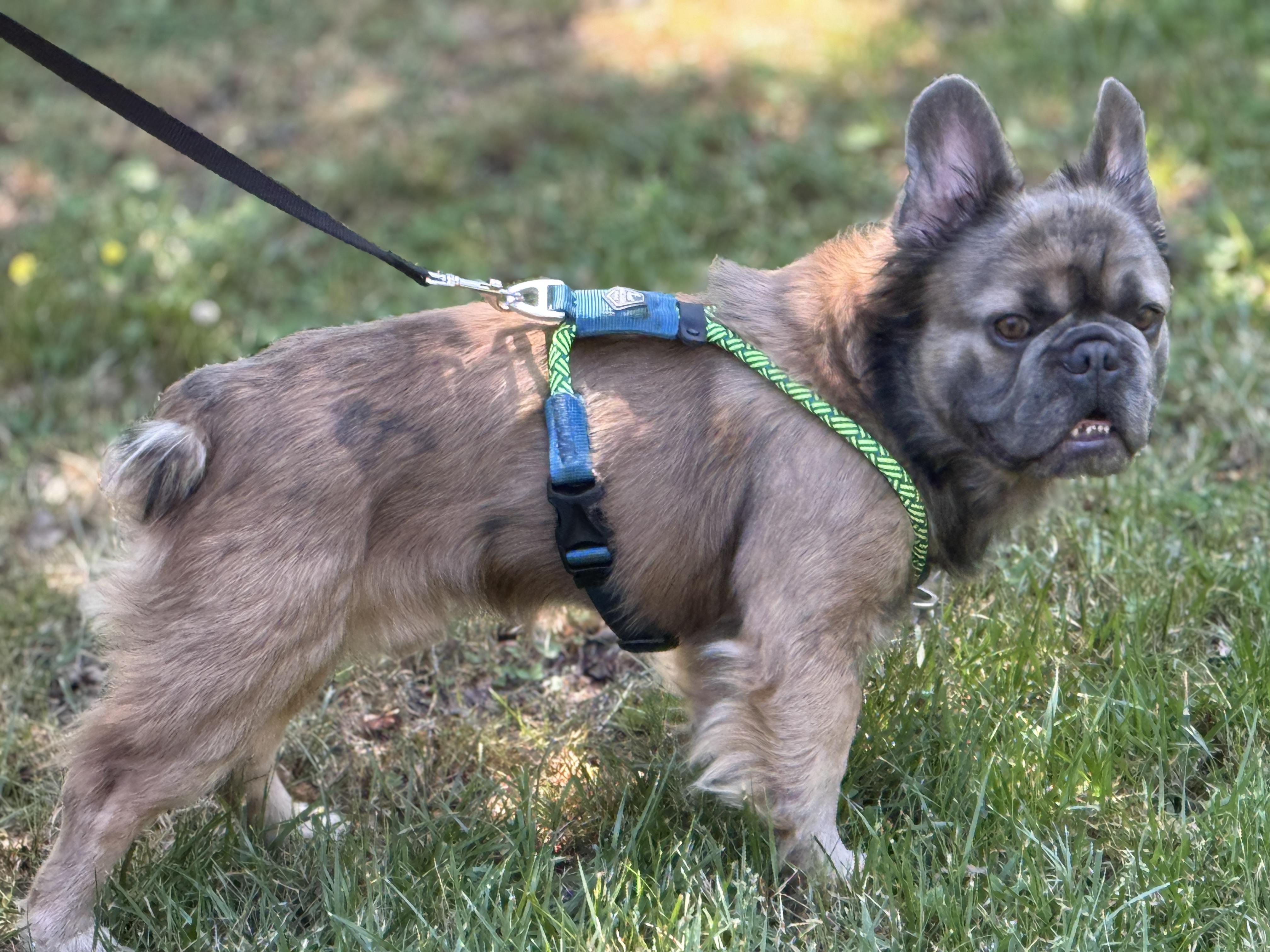 Enlarge Bernard, a ADOPTABLE French Bulldog in Richmond, VA image 4/6