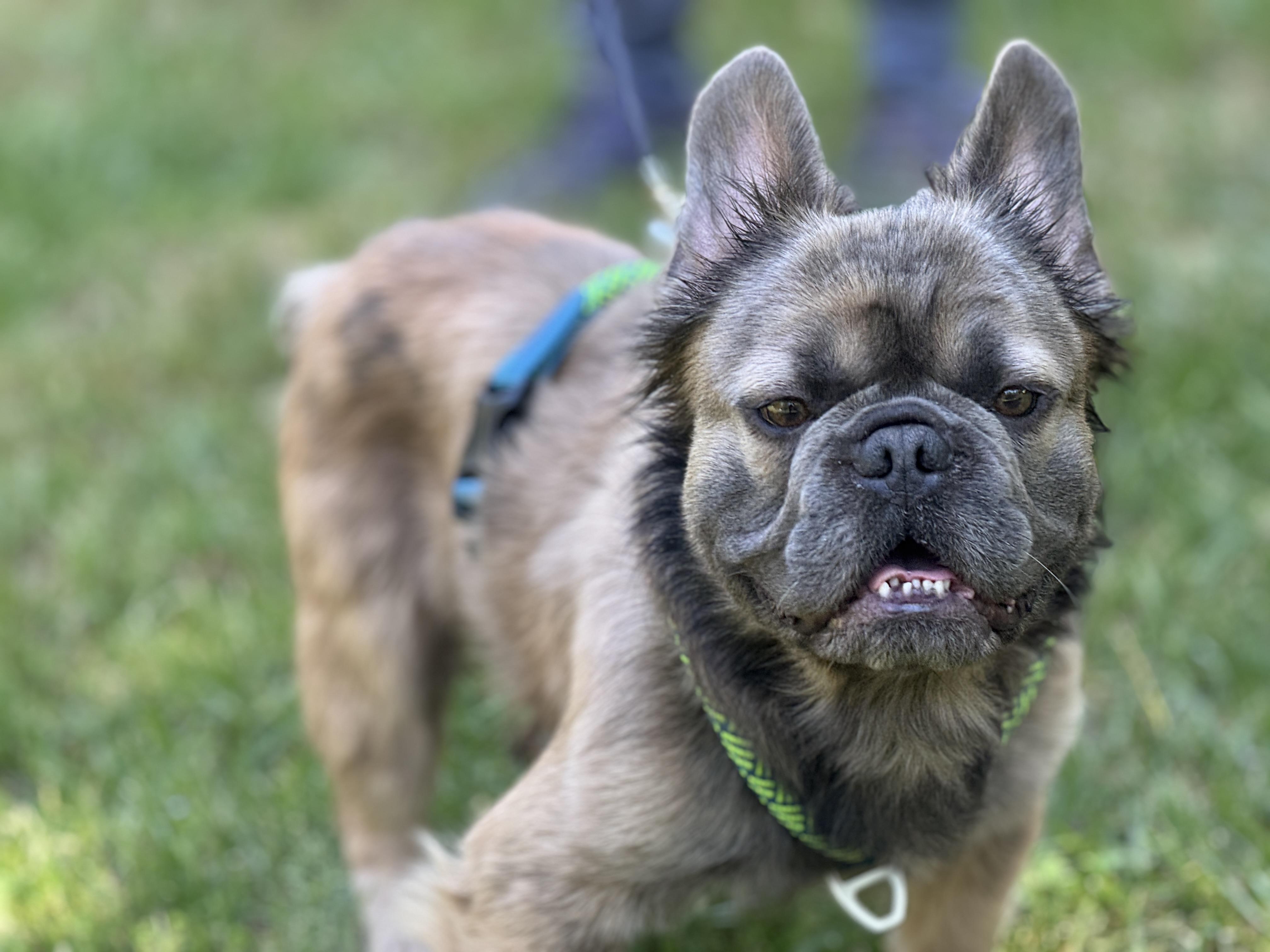 Enlarge Bernard, a ADOPTABLE French Bulldog in Richmond, VA image 2/6