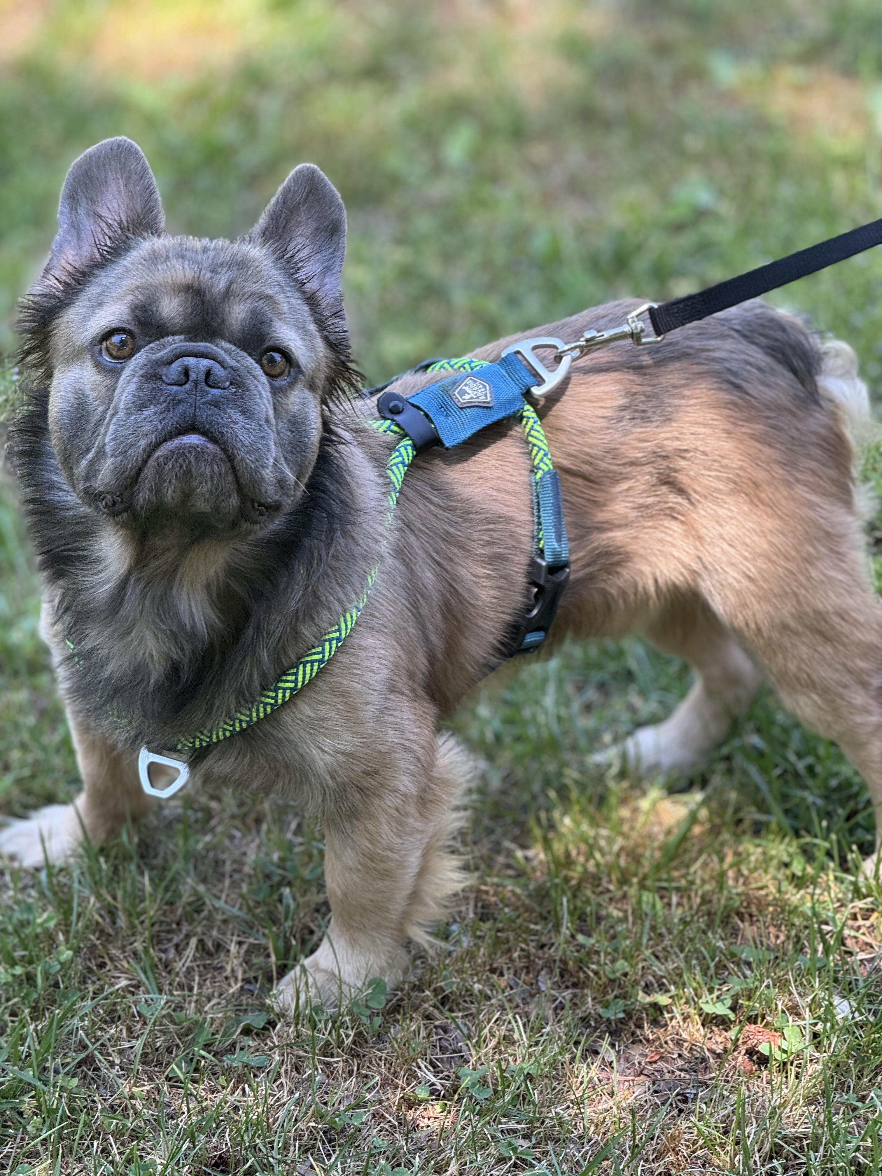 Enlarge Bernard, a ADOPTABLE French Bulldog in Richmond, VA image 6/6
