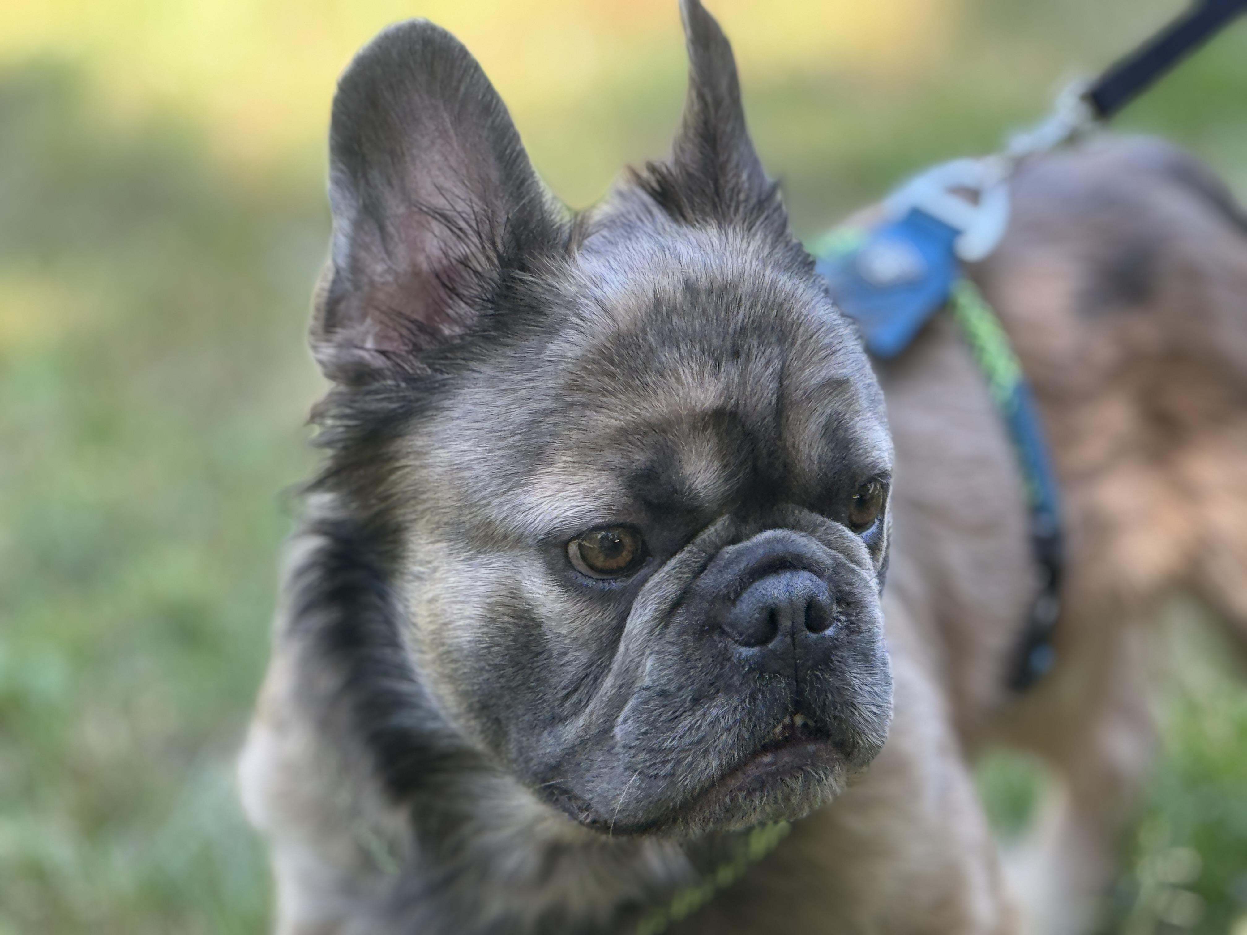 Enlarge Bernard, a ADOPTABLE French Bulldog in Richmond, VA image 3/6