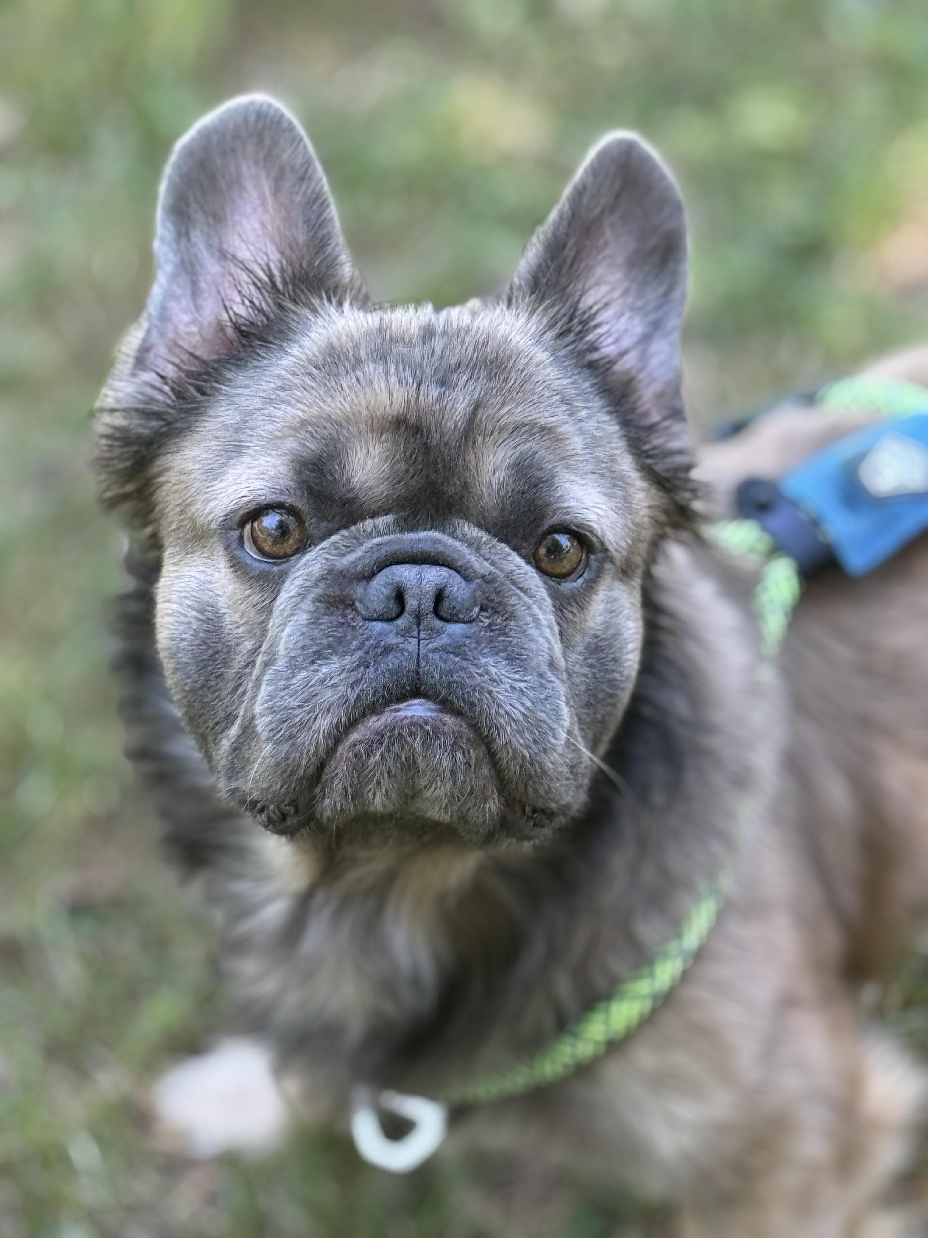Bernard, ADOPTABLE, Young Male French Bulldog.