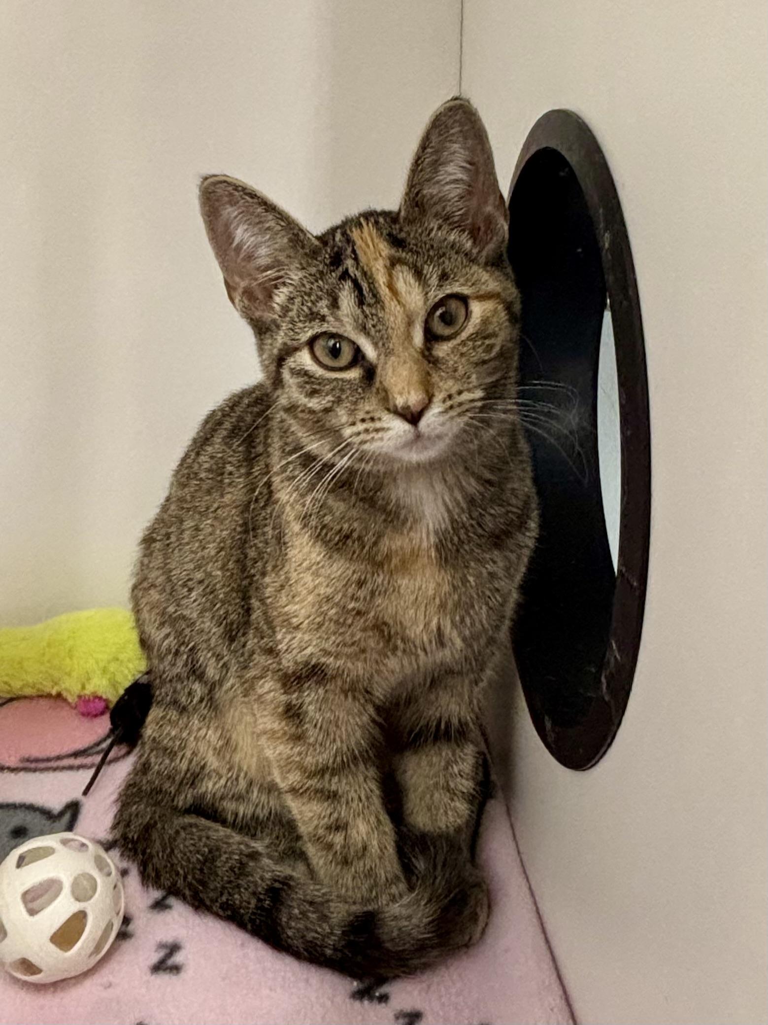 Buffy, adopted, Young Female Domestic Short Hair.