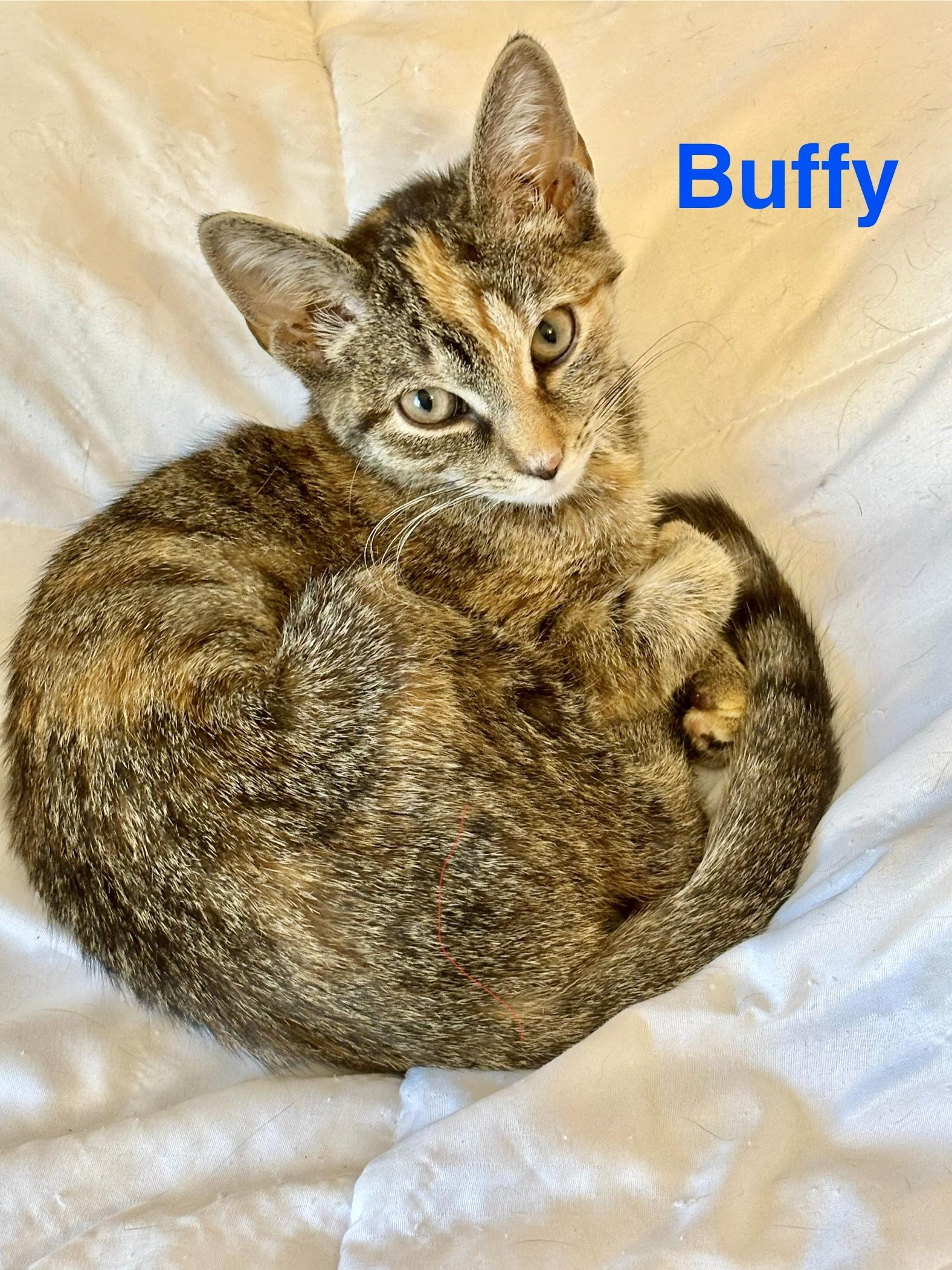 Enlarge Buffy, an adopted Domestic Short Hair in Wadsworth, OH image 2/3