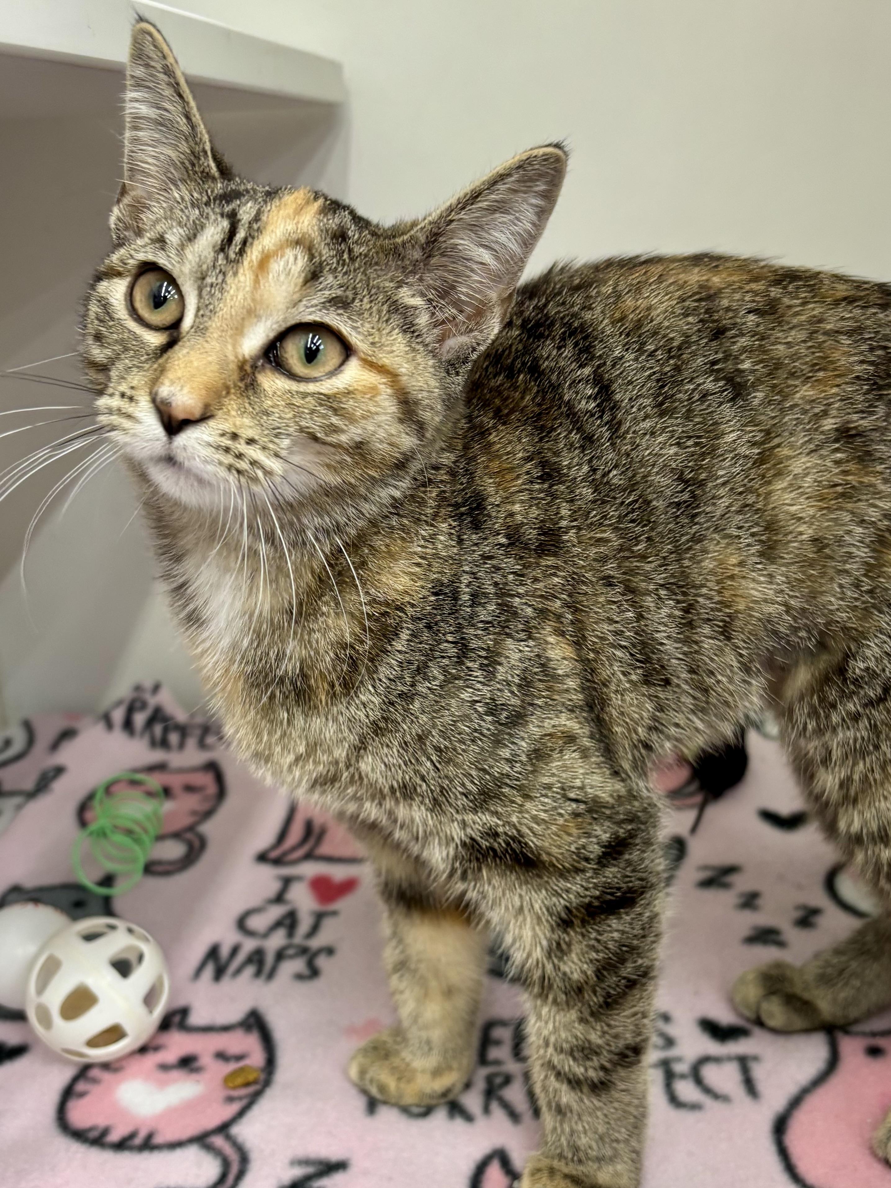 Enlarge Buffy, an adopted Domestic Short Hair in Wadsworth, OH image 3/3