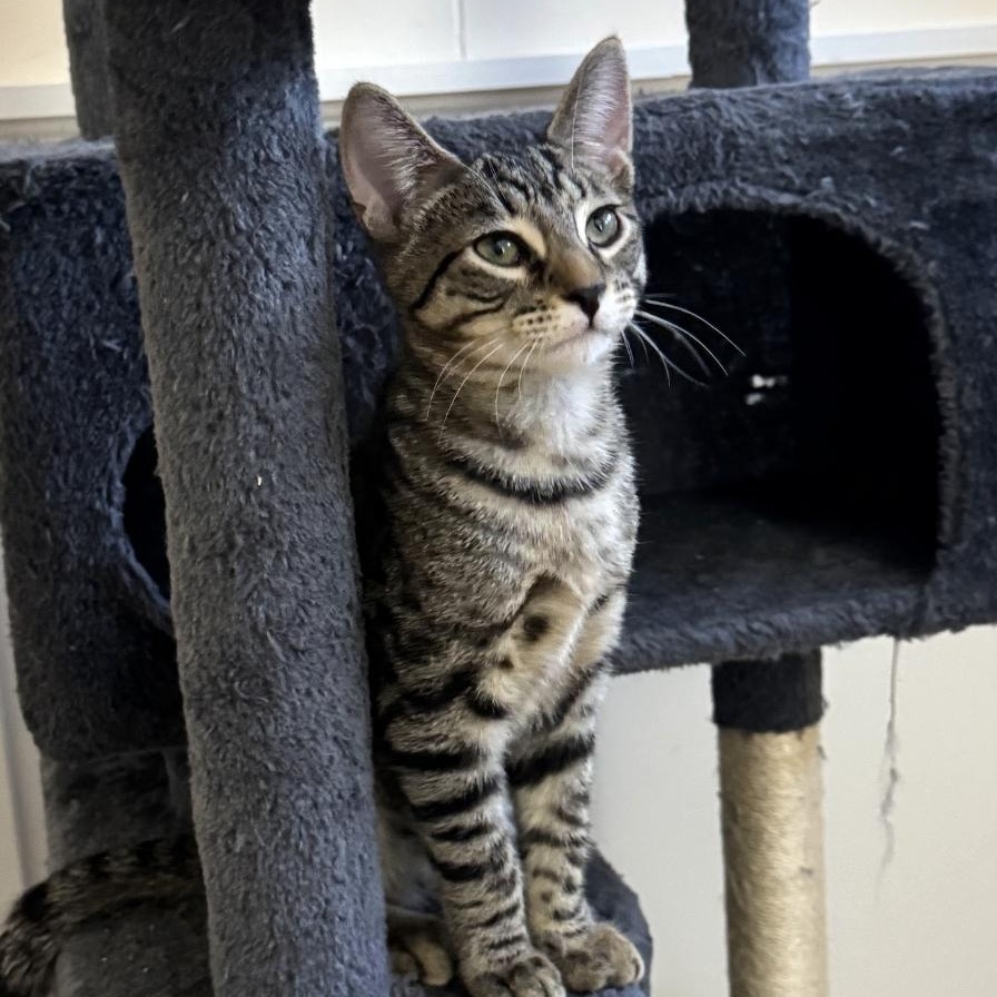 Enlarge Spike, a Adoptable mixed breed in Moriches, NY image 3/5
