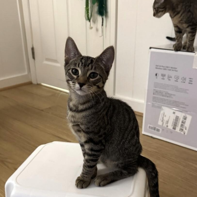 Spike, Adoptable, Kitten Male Domestic Short Hair & Tabby.