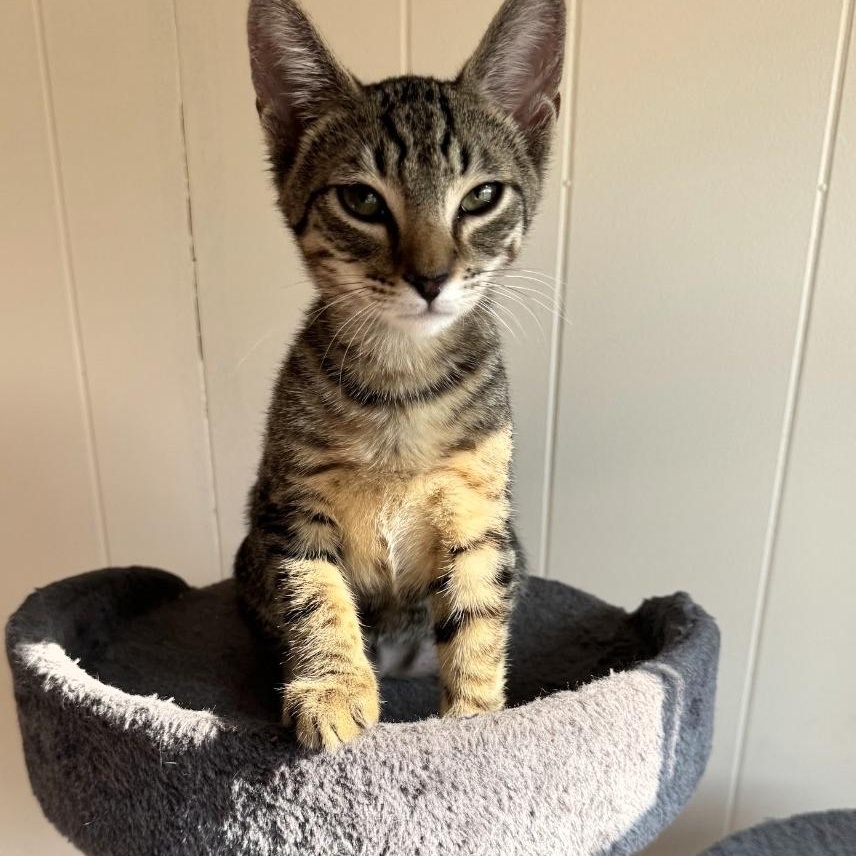 Enlarge Spike, a Adoptable mixed breed in Moriches, NY image 5/5