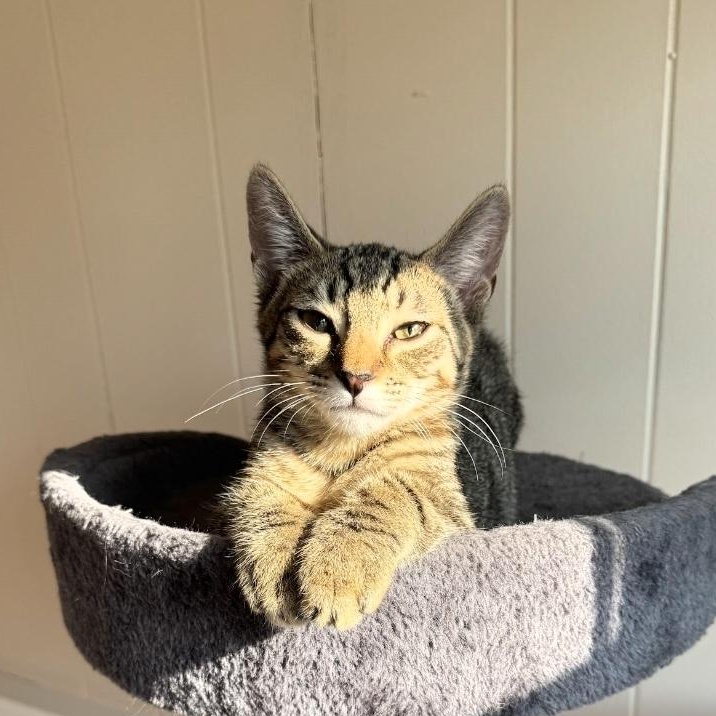 Enlarge Spike, a Adoptable mixed breed in Moriches, NY image 4/5
