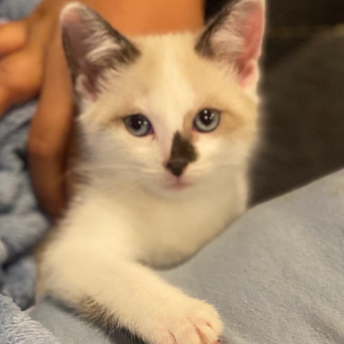 Enlarge Opal- Must Be Adopted With Koya, a Adoptable mixed breed in Andover, MN image 3/4