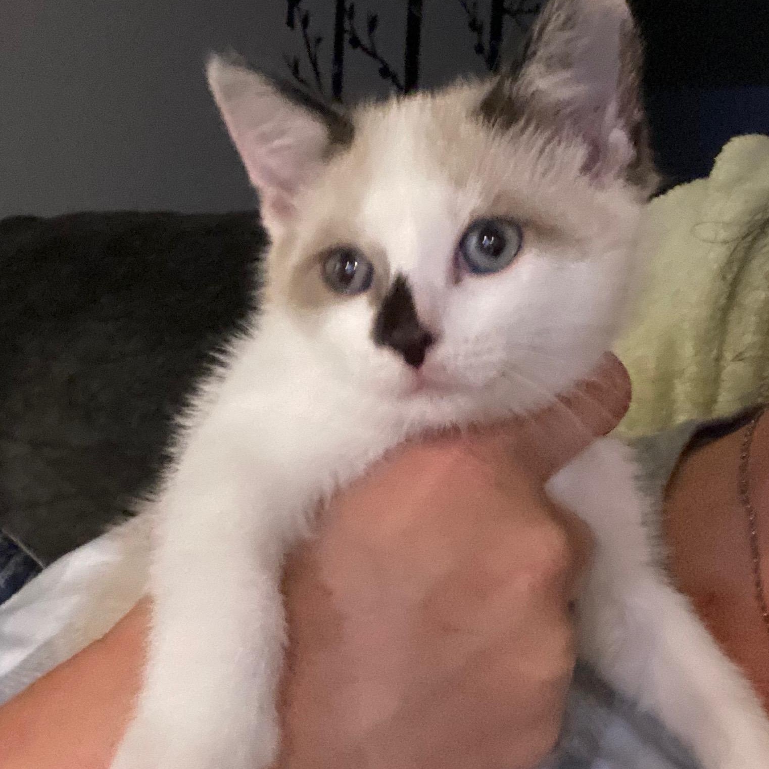 Opal- Must Be Adopted With Koya, Adoptable, Kitten Female Snowshoe & Siamese.