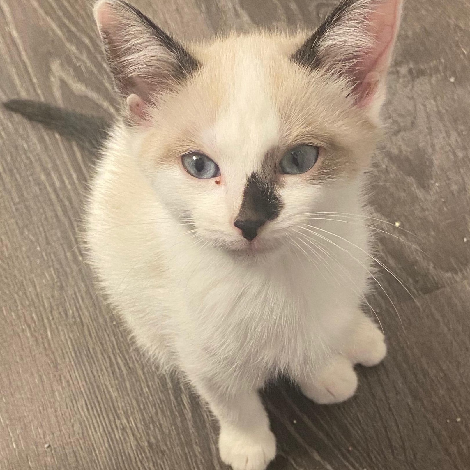 Enlarge Opal- Must Be Adopted With Koya, a Adoptable mixed breed in Andover, MN image 4/4