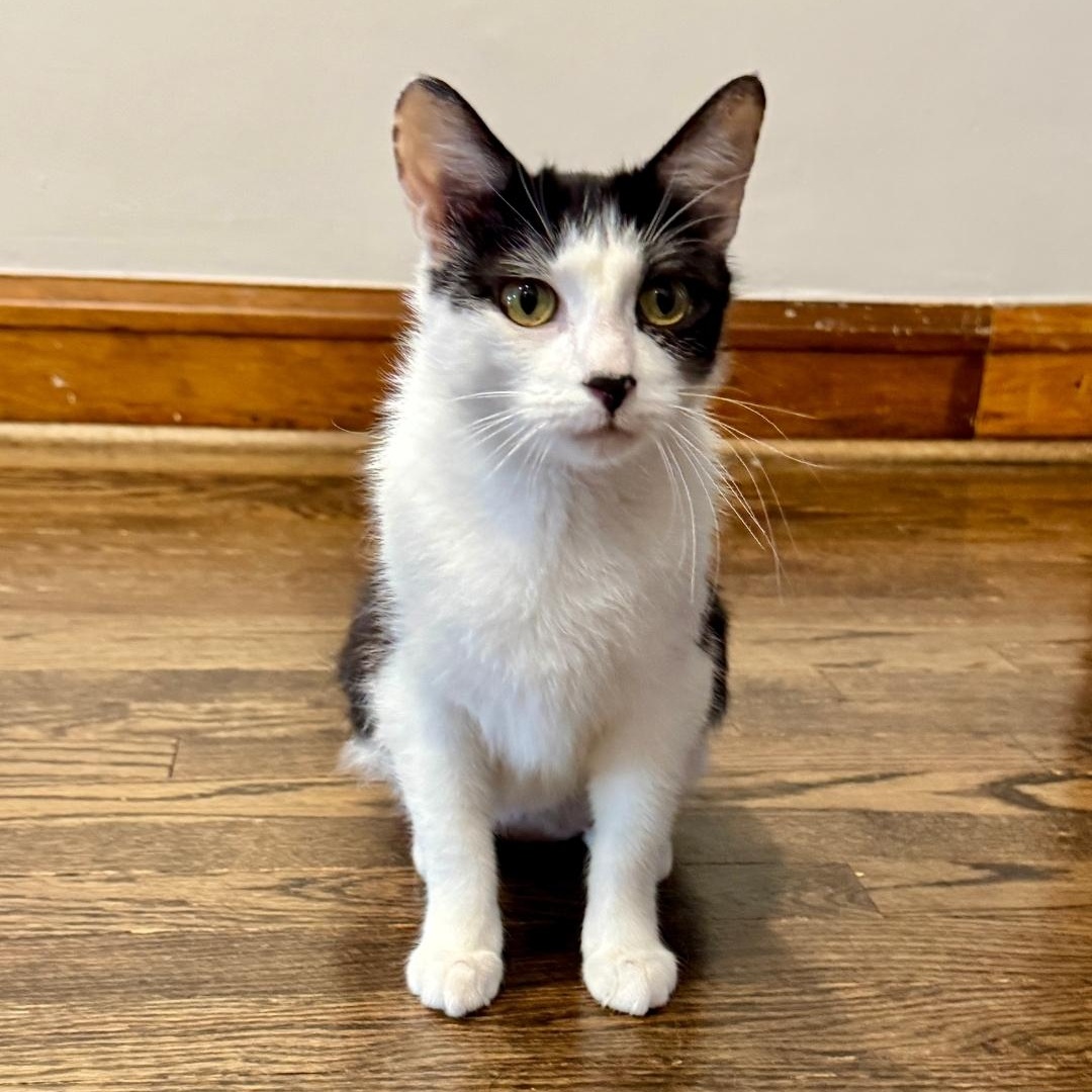Sea, a ADOPTABLE Domestic Short Hair in Chicago, IL image 1/2