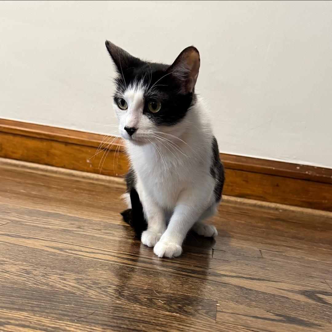 Sea, a ADOPTABLE Domestic Short Hair in Chicago, IL image 2/2