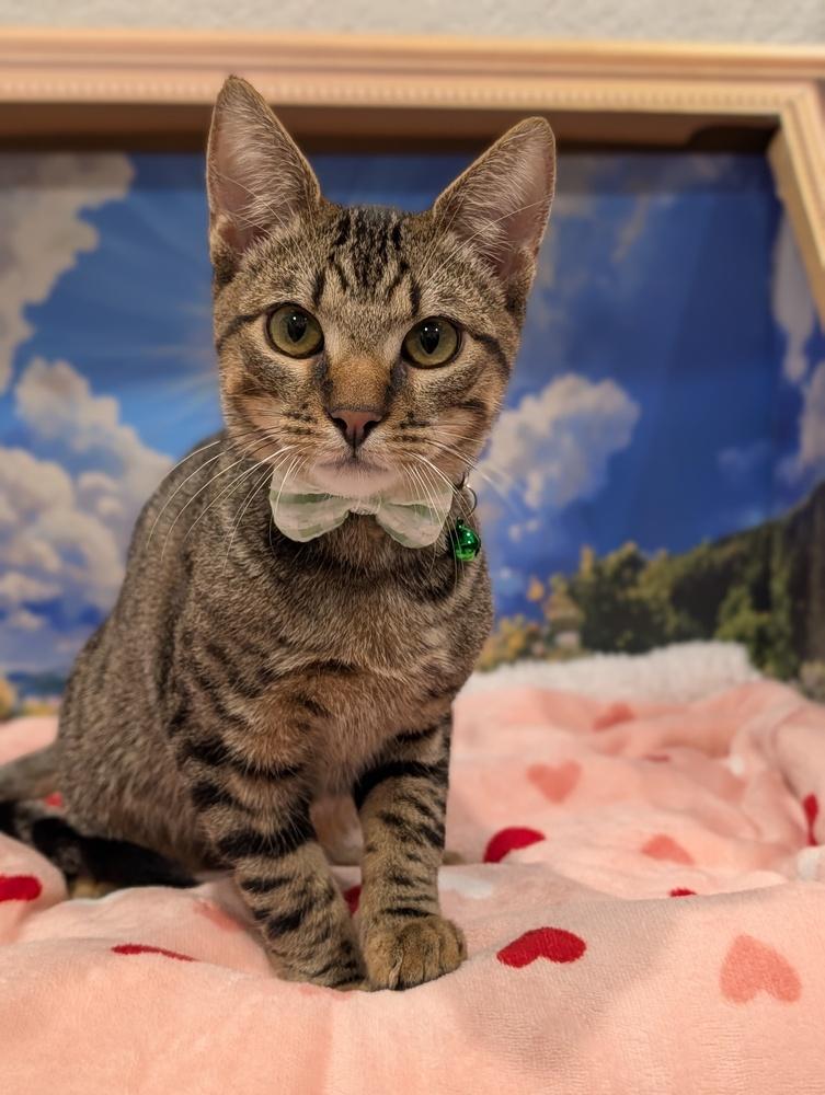 Enlarge Antonio, an adopted mixed breed in Fremont, CA image 1/6