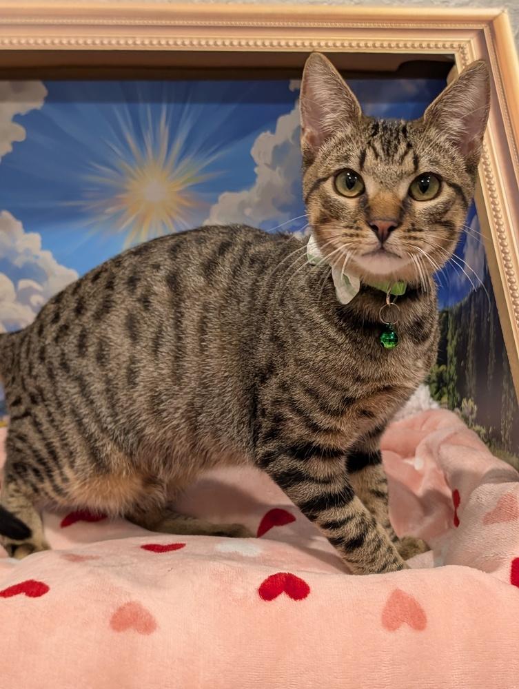 Enlarge Antonio, an adopted mixed breed in Fremont, CA image 2/6