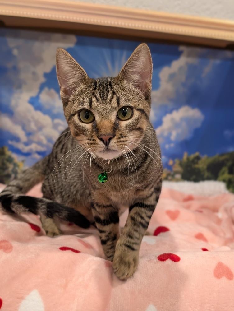 Enlarge Antonio, an adopted mixed breed in Fremont, CA image 3/6