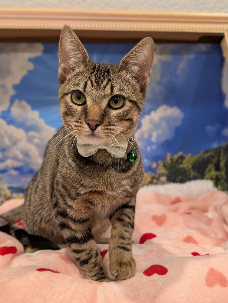 Enlarge Antonio, an adopted mixed breed in Fremont, CA image 4/6