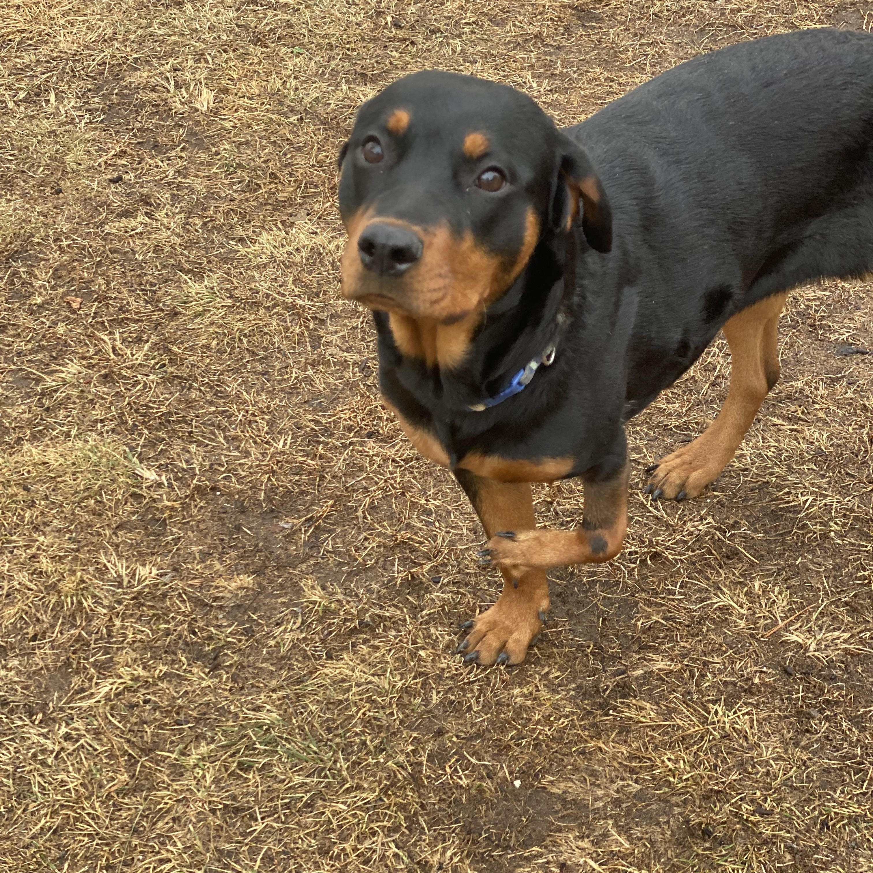 Roo