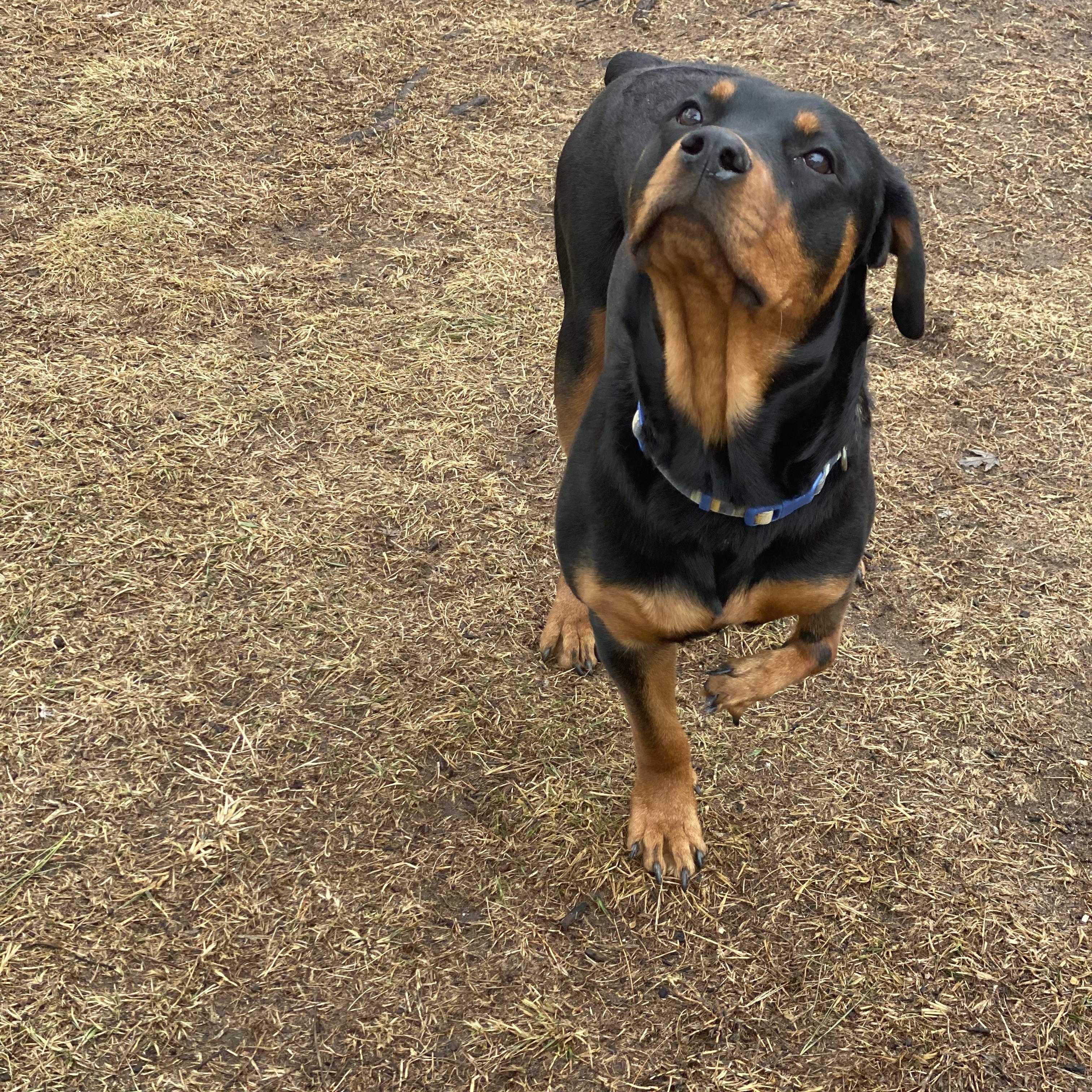 Roo