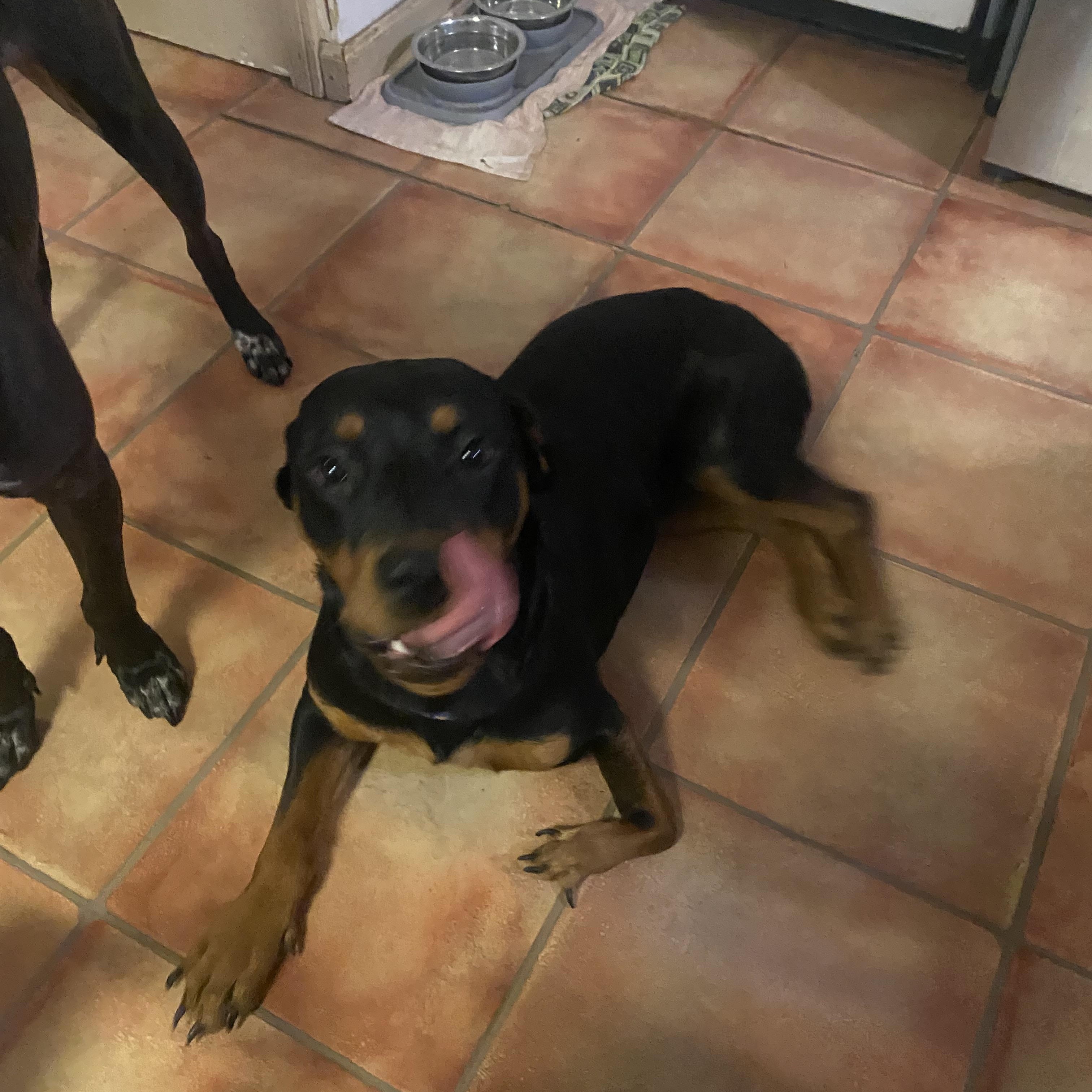 Roo