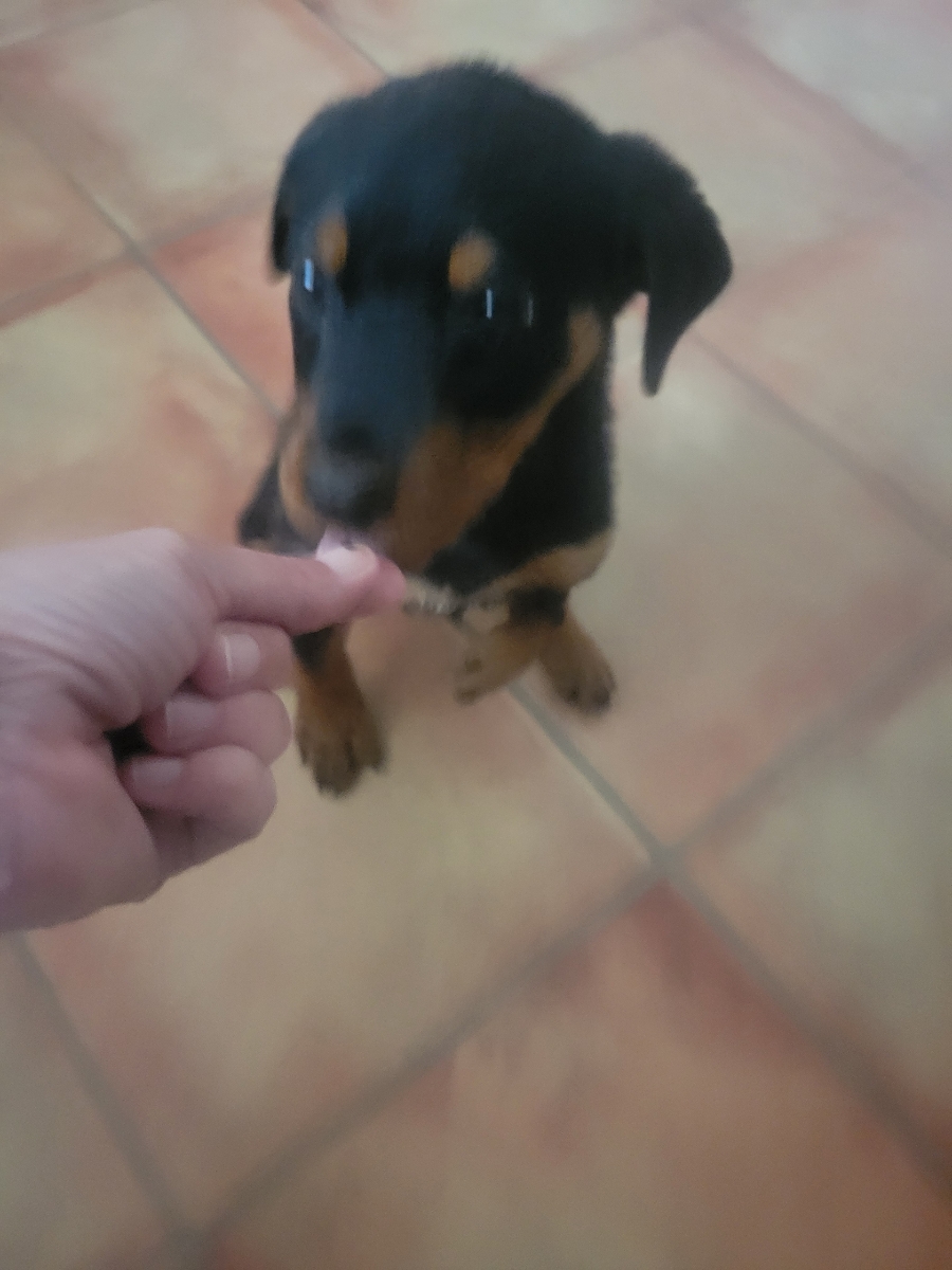 Roo