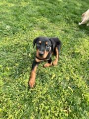 Roo