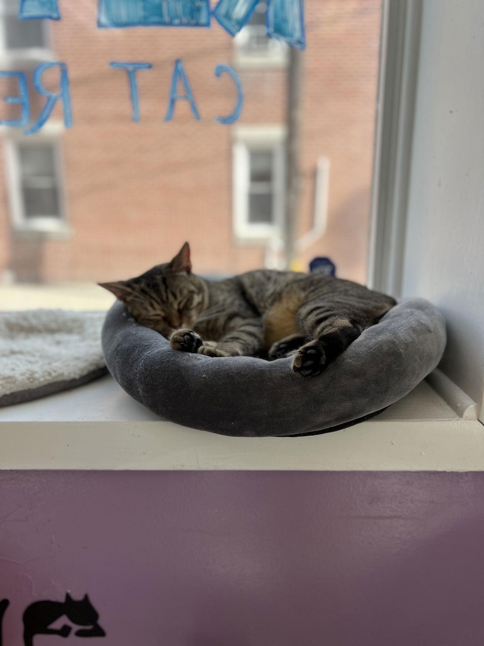 Enlarge Nana, a Adoptable Tabby in Philadelphia, PA image 1/3