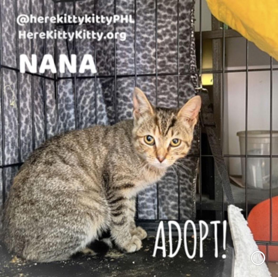 Enlarge Nana, a Adoptable Tabby in Philadelphia, PA image 2/3